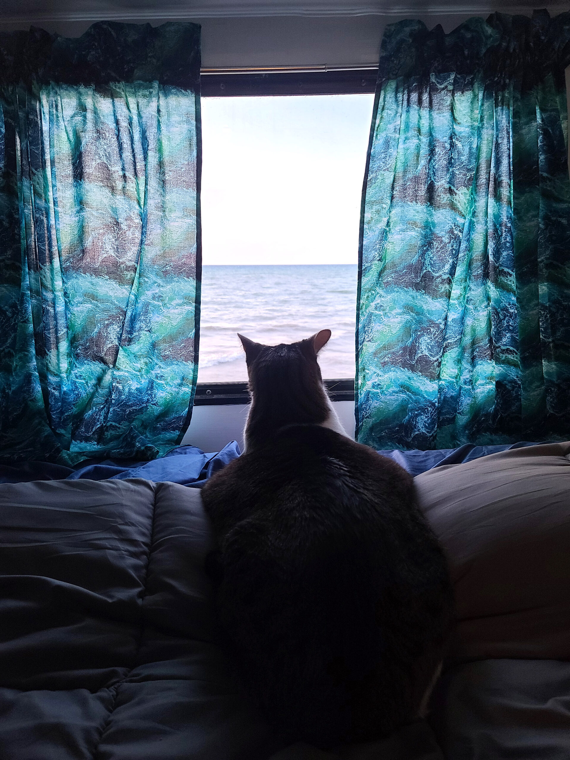 A large tabby cat on a bed, looking out the back window of an RV, over lake huron.