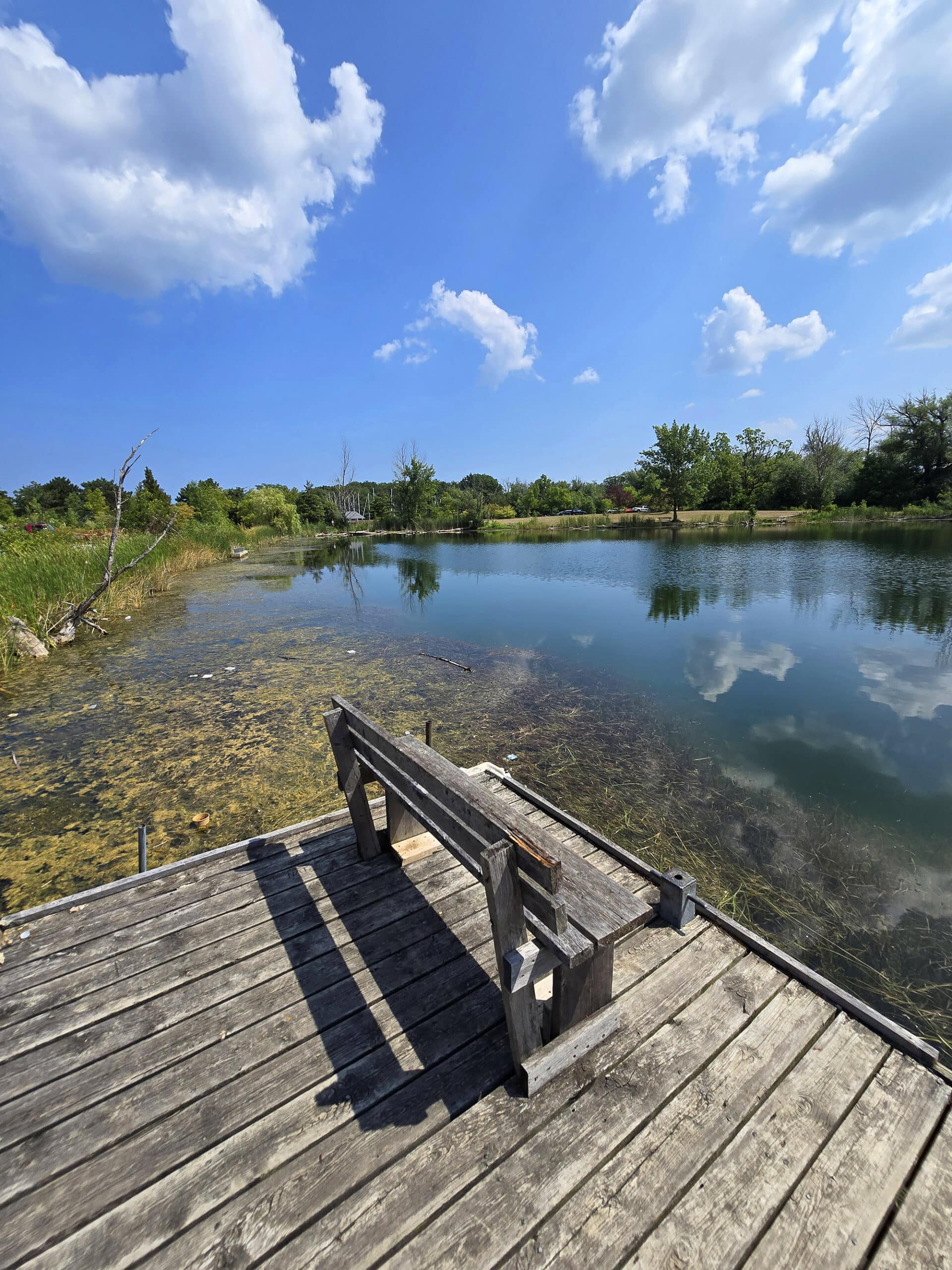A bench on a wooden platform overlooking the fishing pond at Fifty Point Conservation Area.