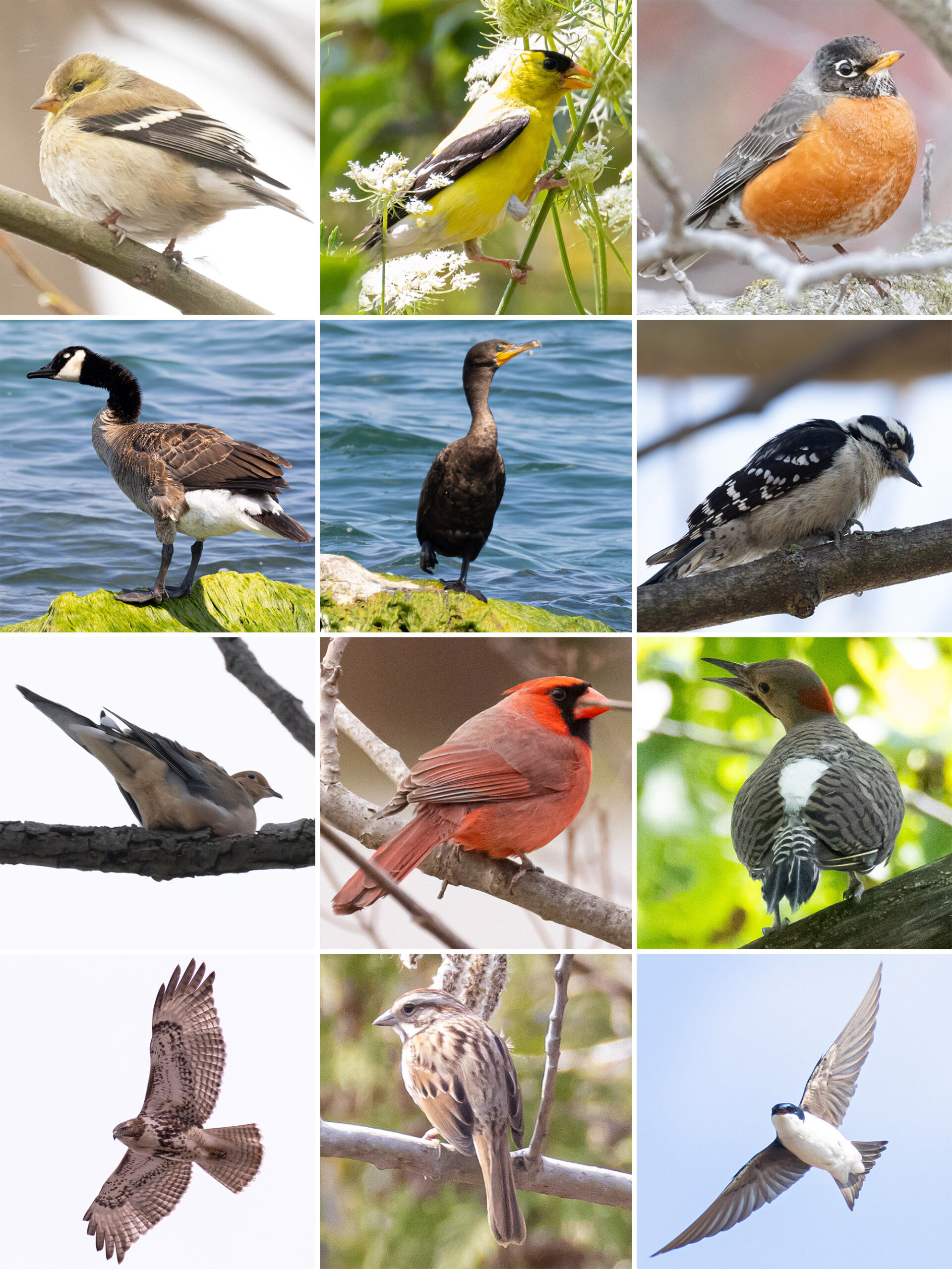 12 part image showing the various birds listed in the caption.