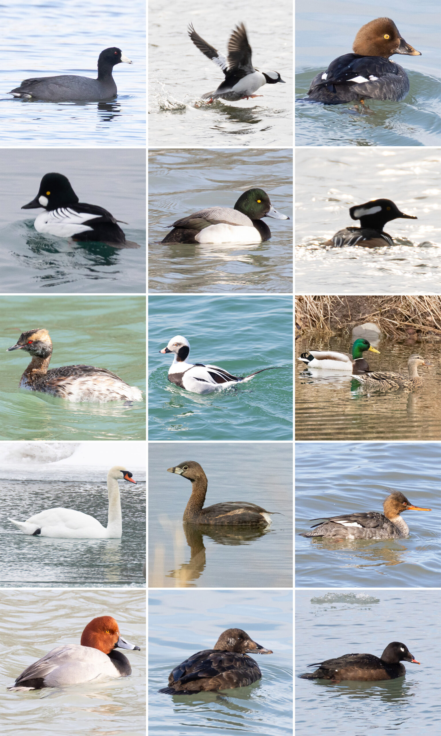15 point image showing the various ducks listed in the caption.