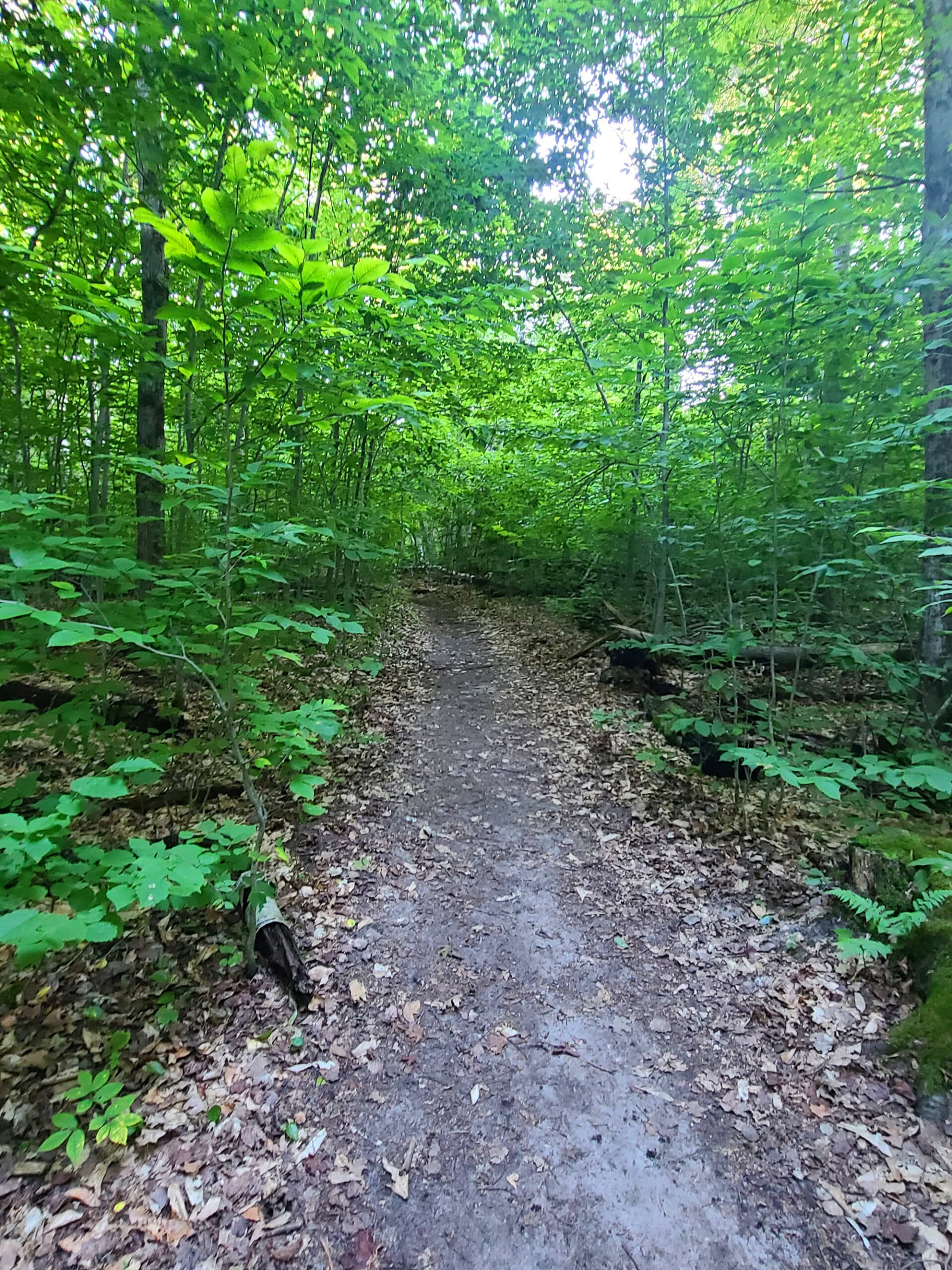 A mostly flat, clear trail surrounded by tall trees.
