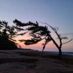 The silhouette of a windswept tree, with sunrise in the background.