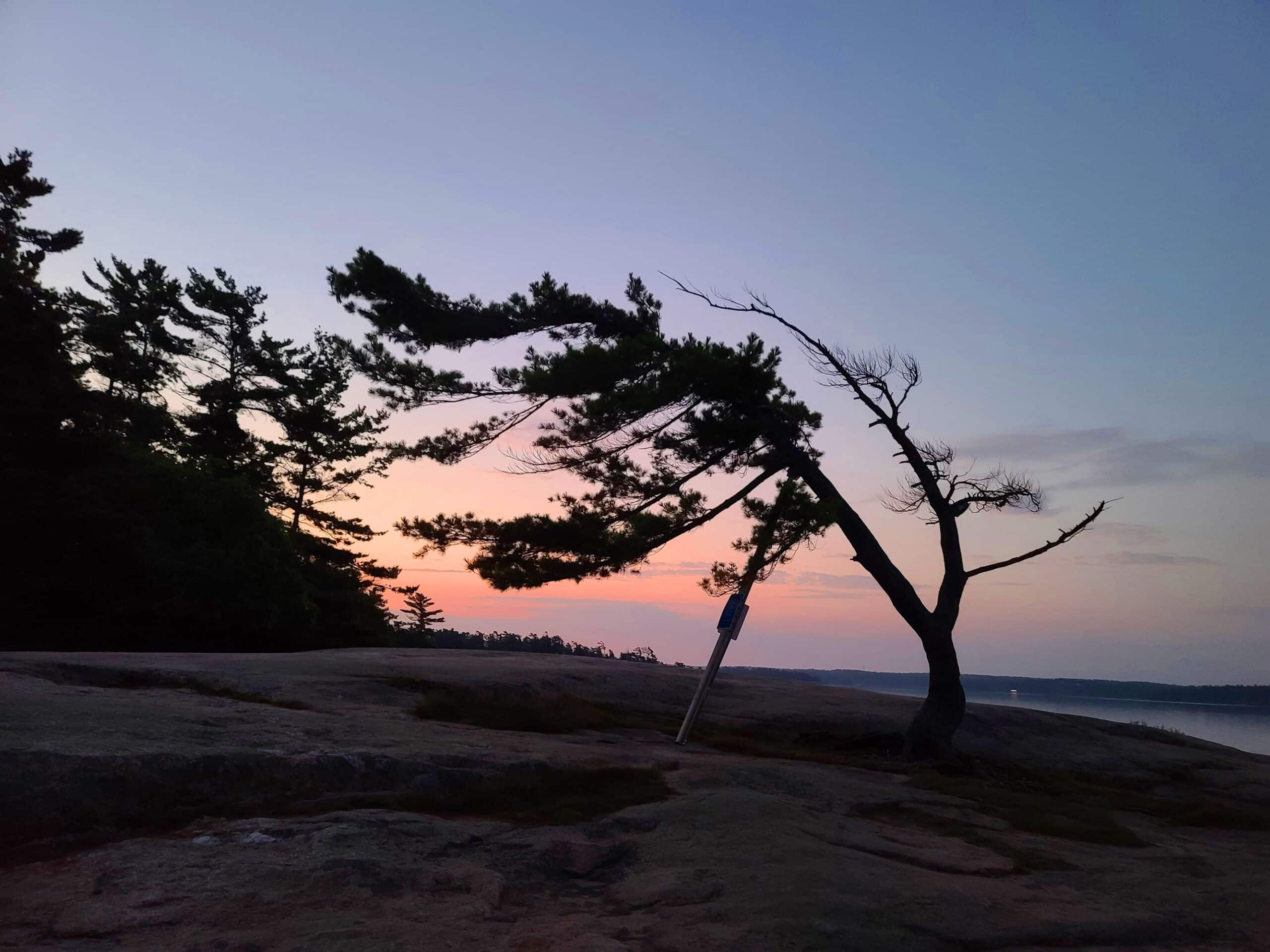 The silhouette of a windswept tree, with sunrise in the background.