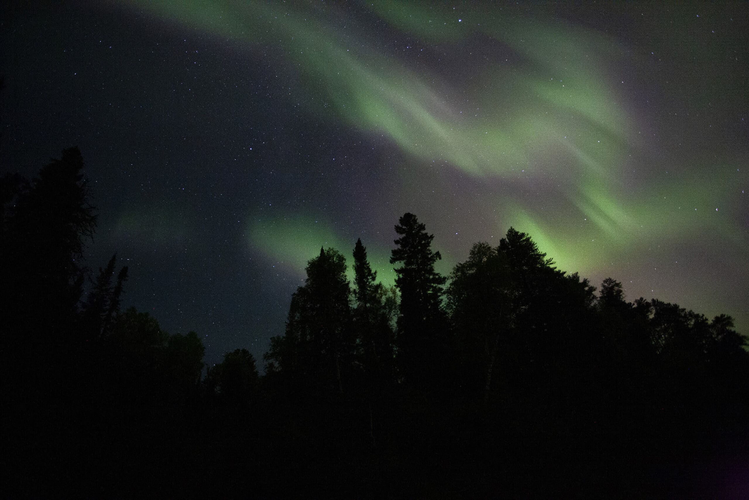 Purple and green aurora borealis over a silhouette of trees.