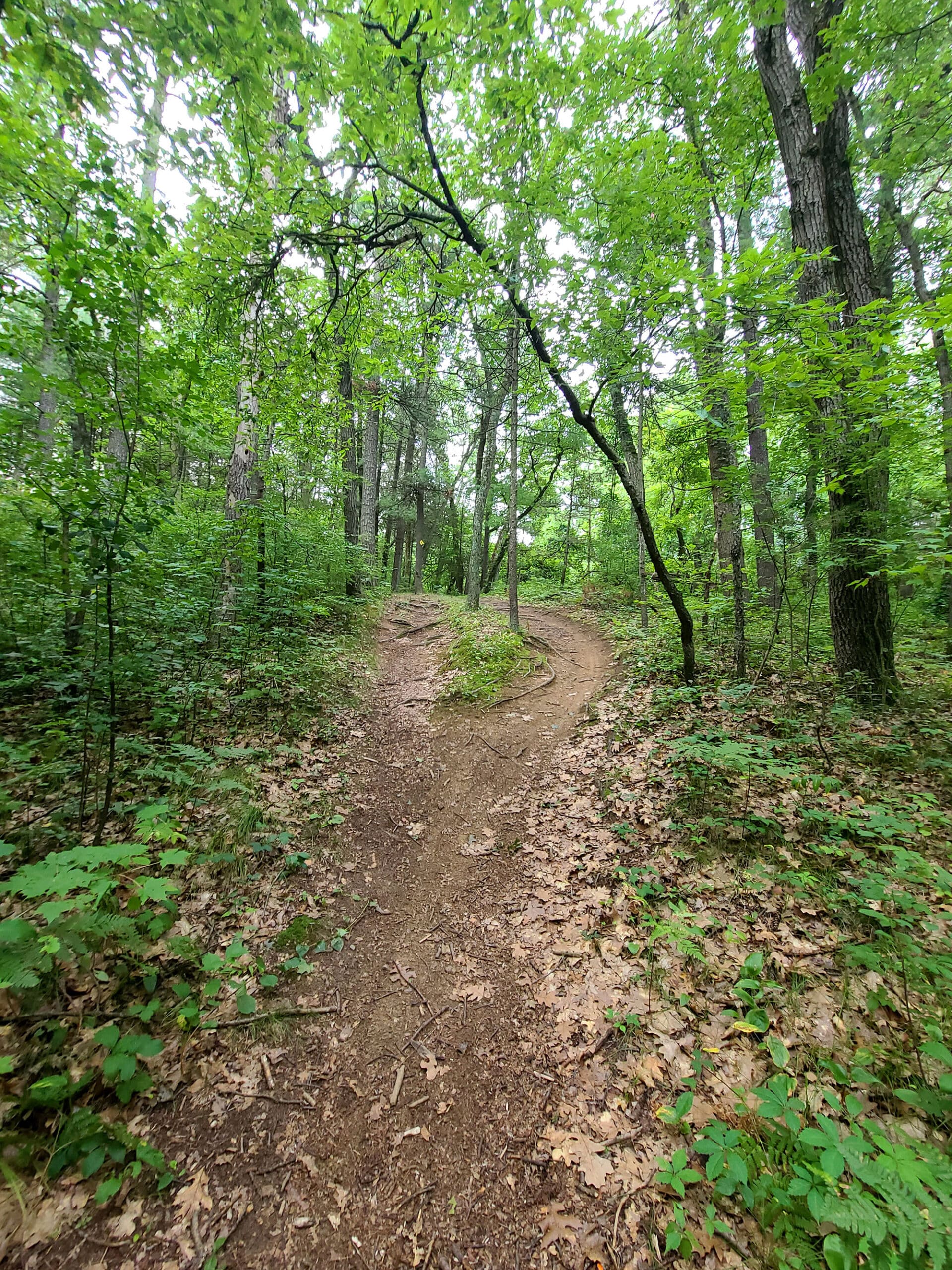 A trail through the woods in Turkey Point provincial park