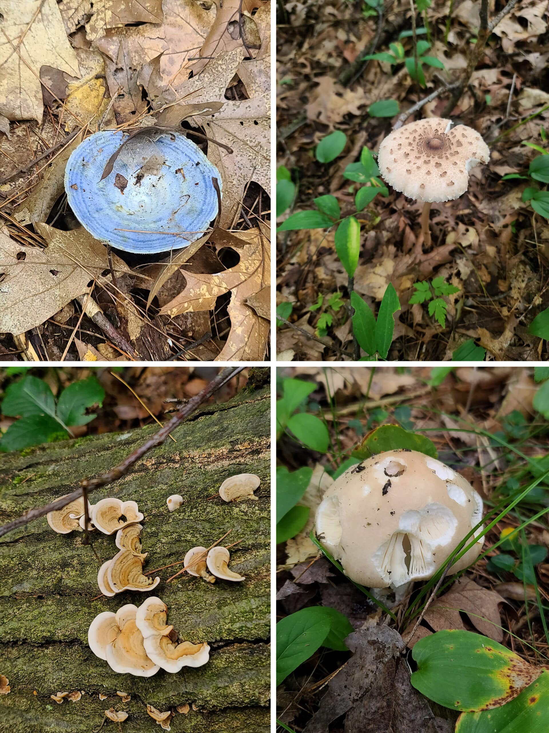 4 part compilation image of different mushrooms, including a blue one.
