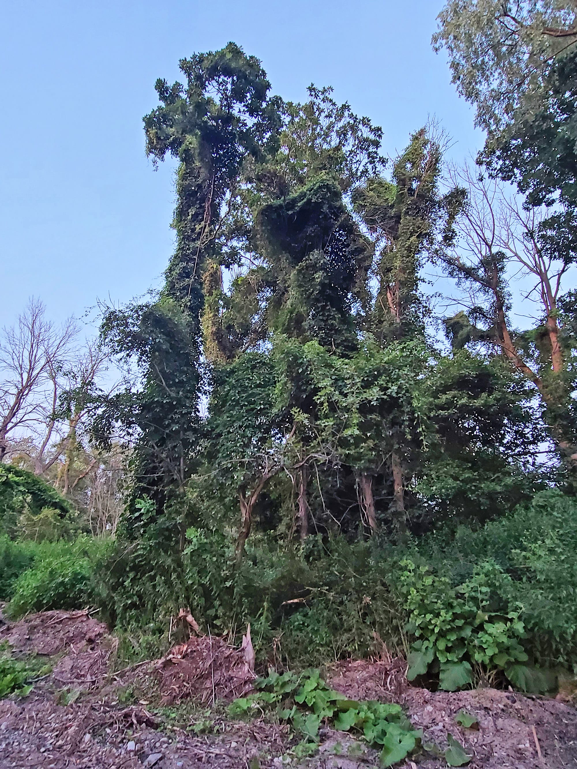 Tall trees covered in ivy.