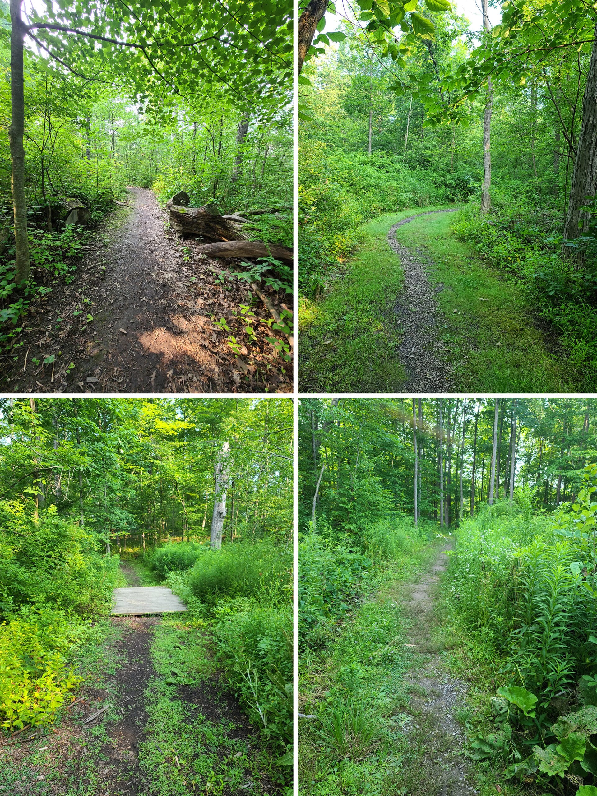 4 part image showing various views of Wheeler's Walk Trail - unpaved, varying widths.