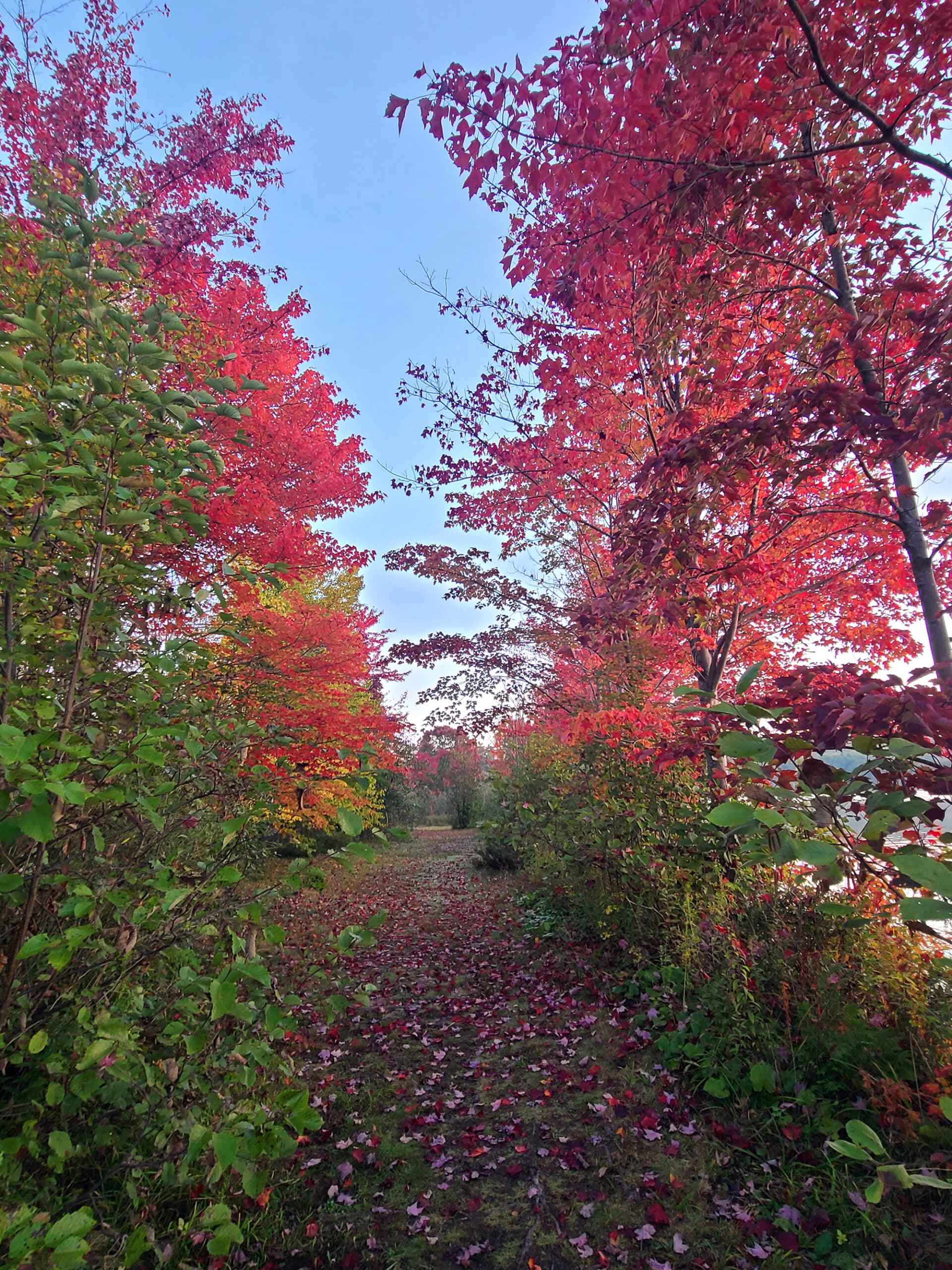 A path between colourful fall trees, and the path is covered with red leaves.