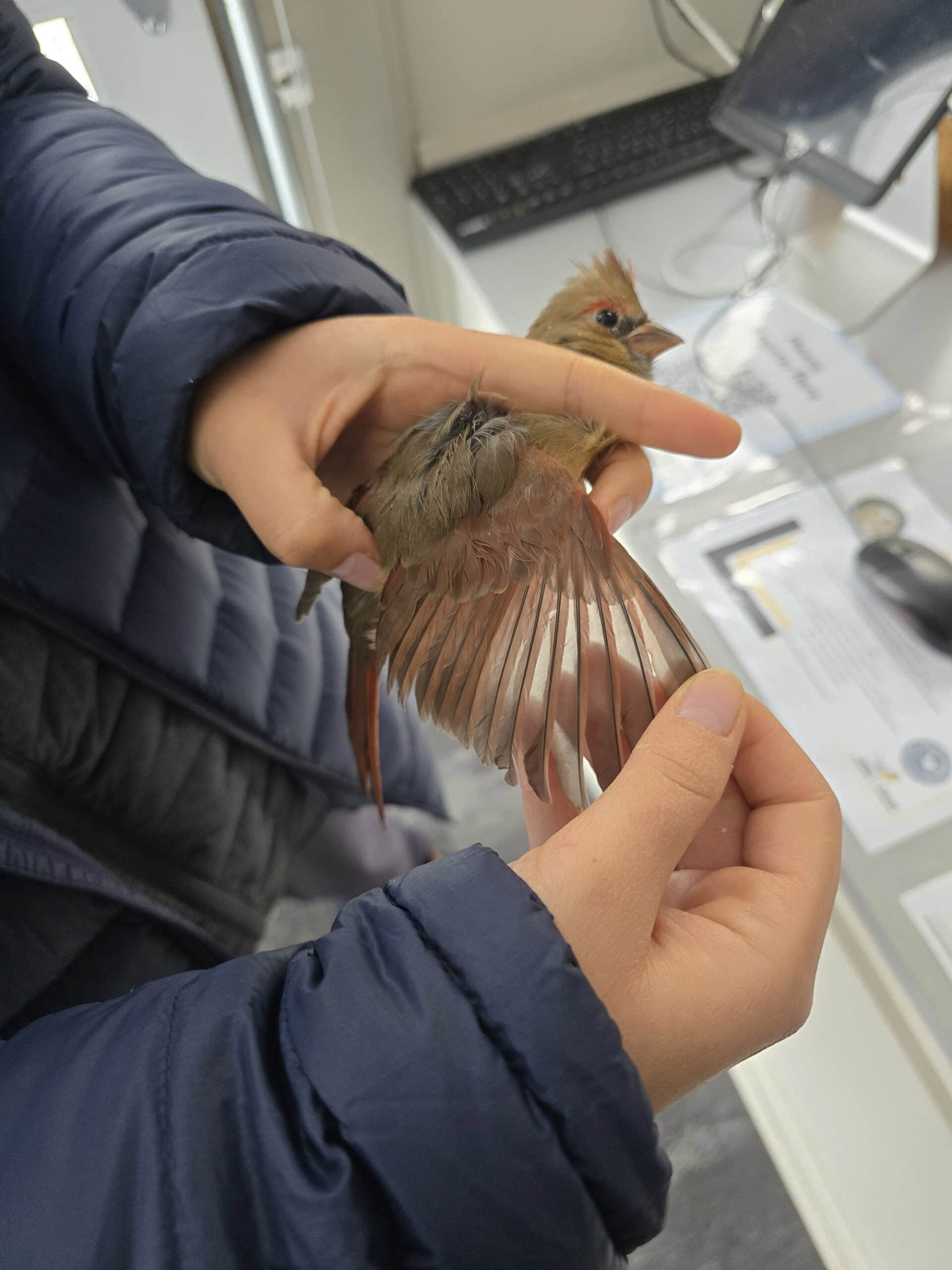 A female northern cardinal being banded.