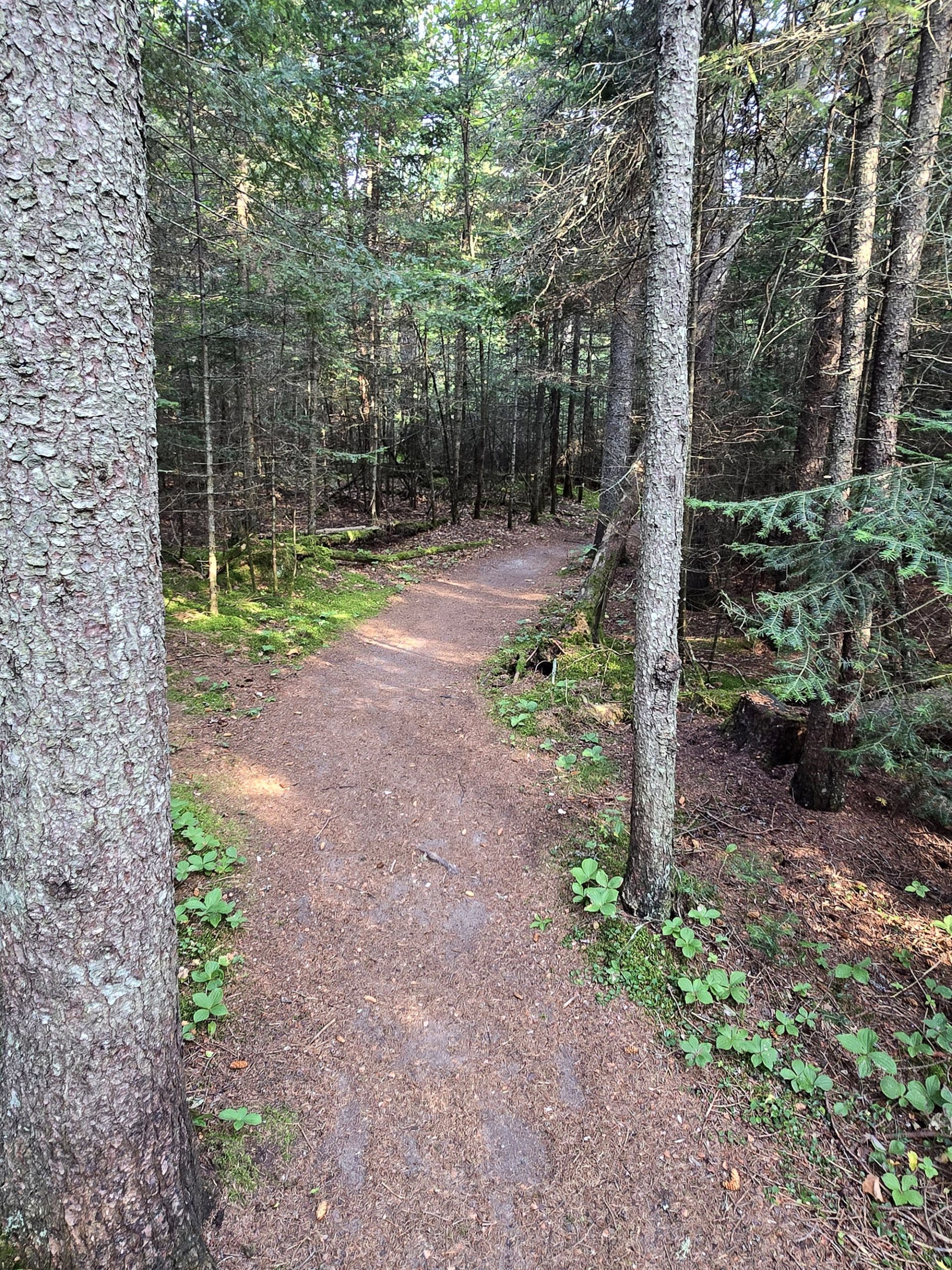 A wide, well packed trail into the woods.