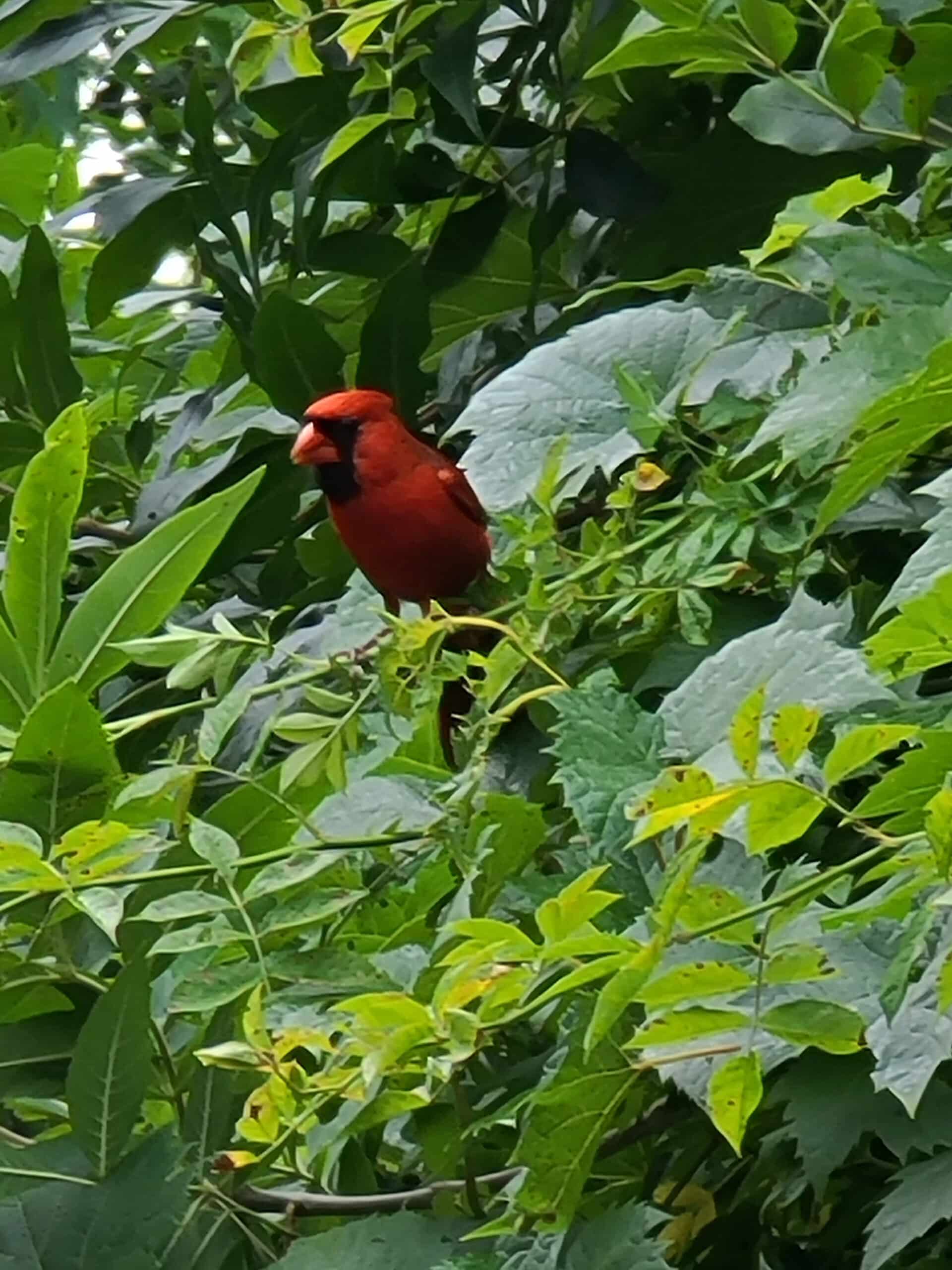 A red cardinal in a tree.