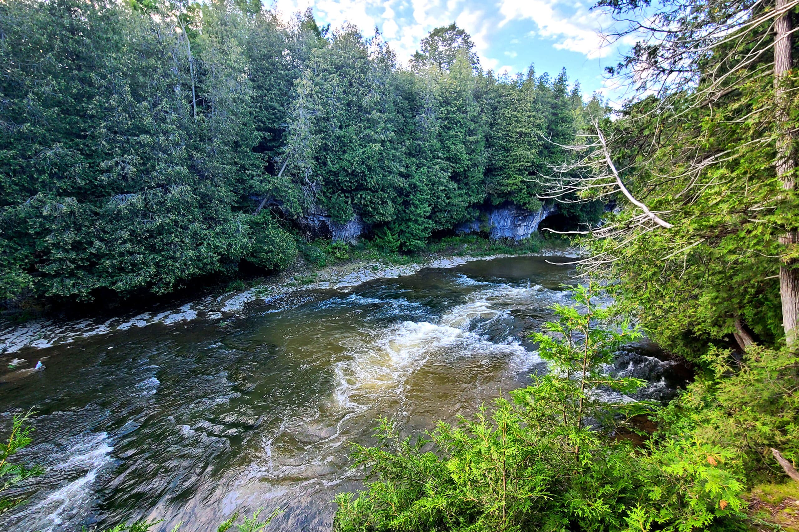 White water rapids in a gorge lined with pine trees.