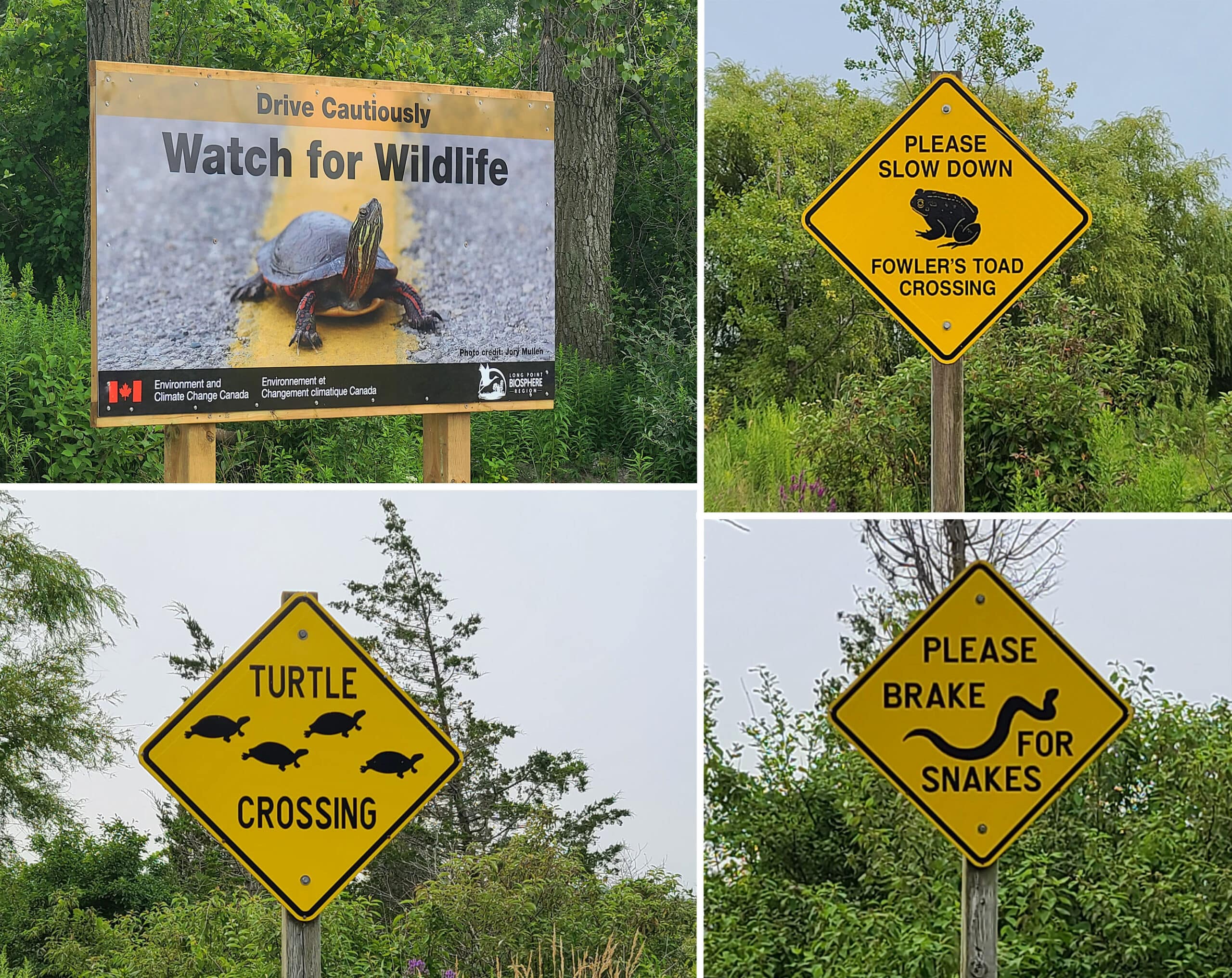 A collage of 4 road signs warning drivers to look out for wildlife, toads, snakes, and turtles.
