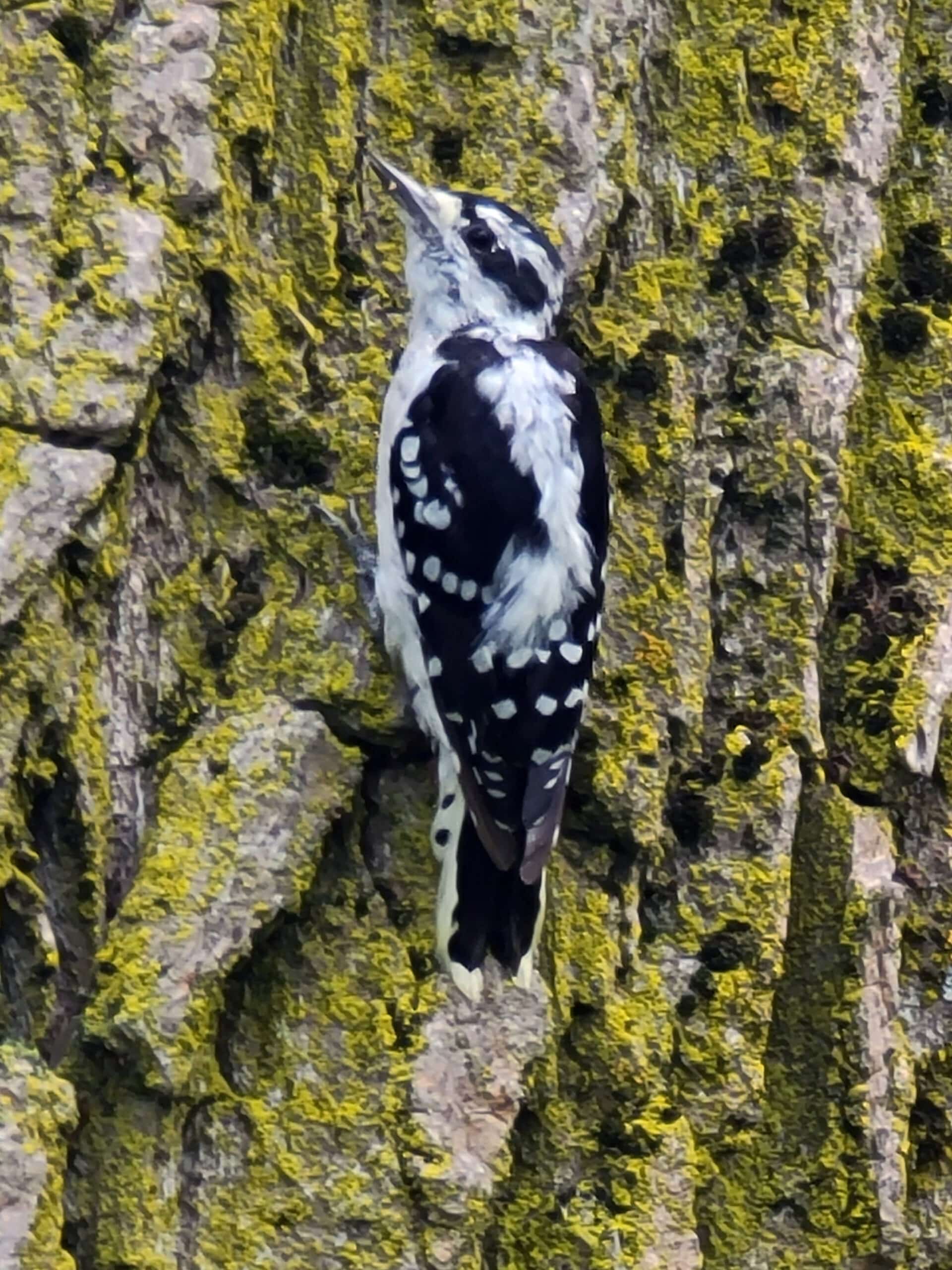 A small black and white woodpecker on a tree.