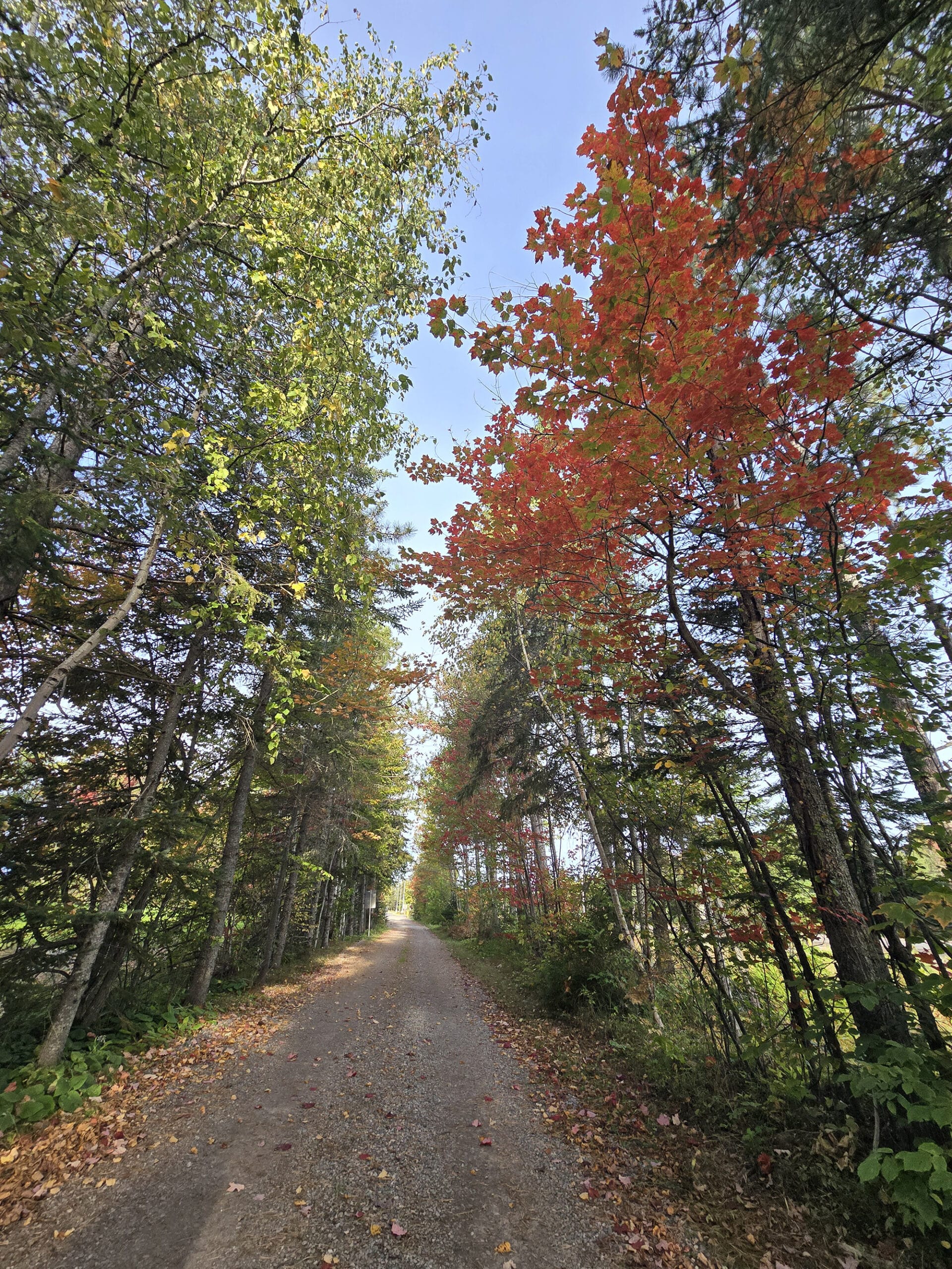 Autumn trees lining a road at Batchawana Bay Provincial Park.