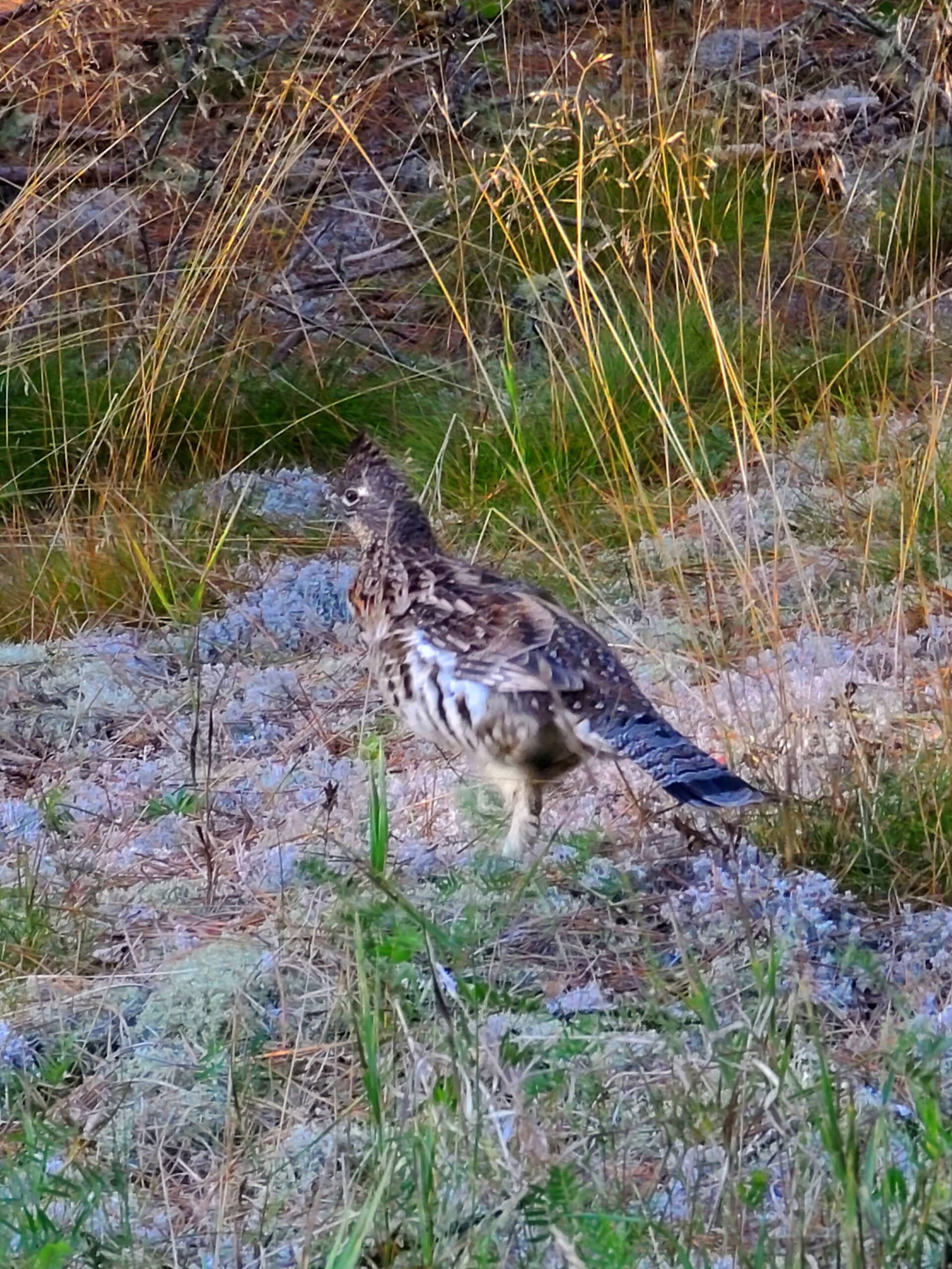 A spotted brown bird on the side of the road.