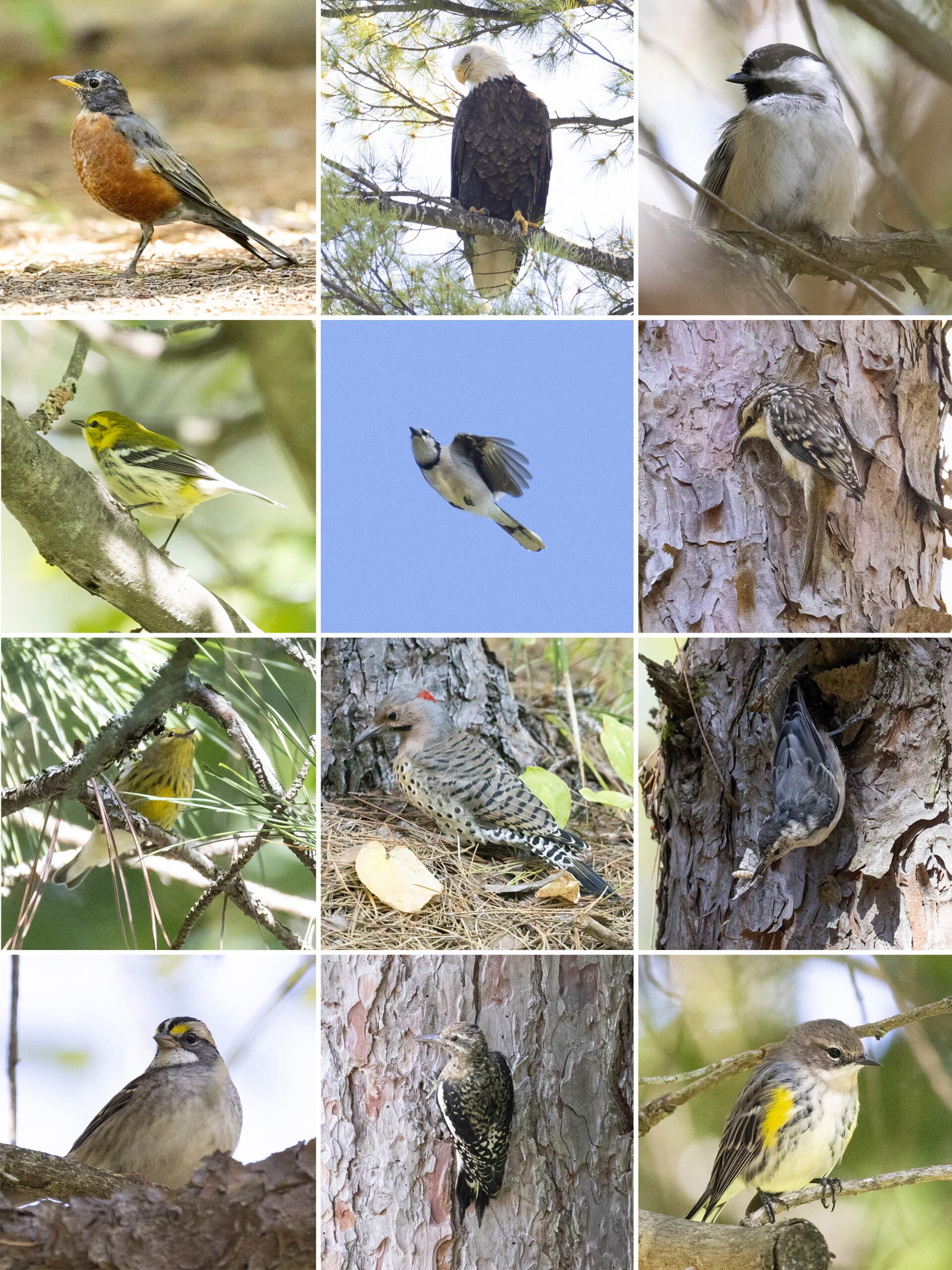 12 part image showing various birds as listed.