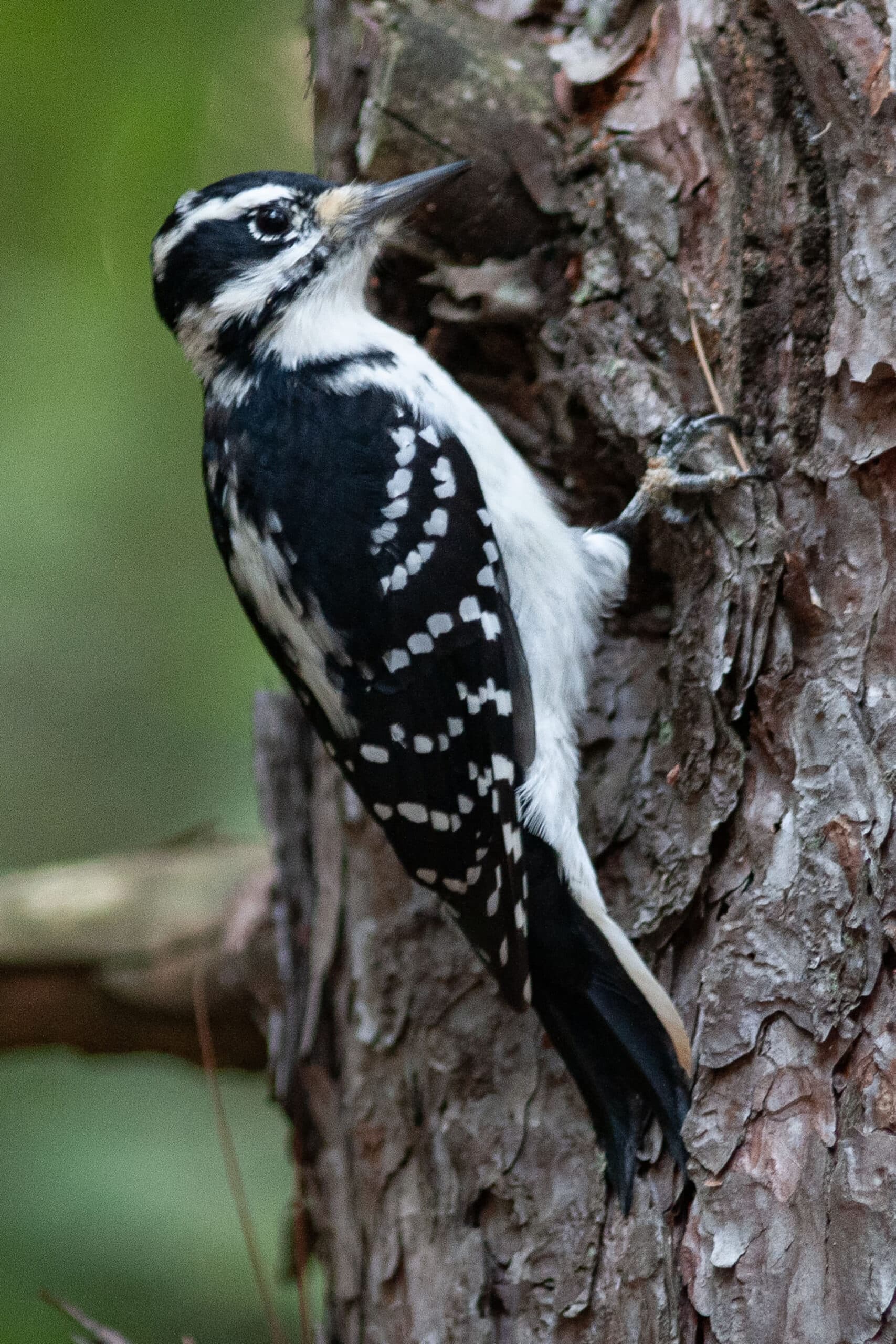 A woodpecker in a tree.