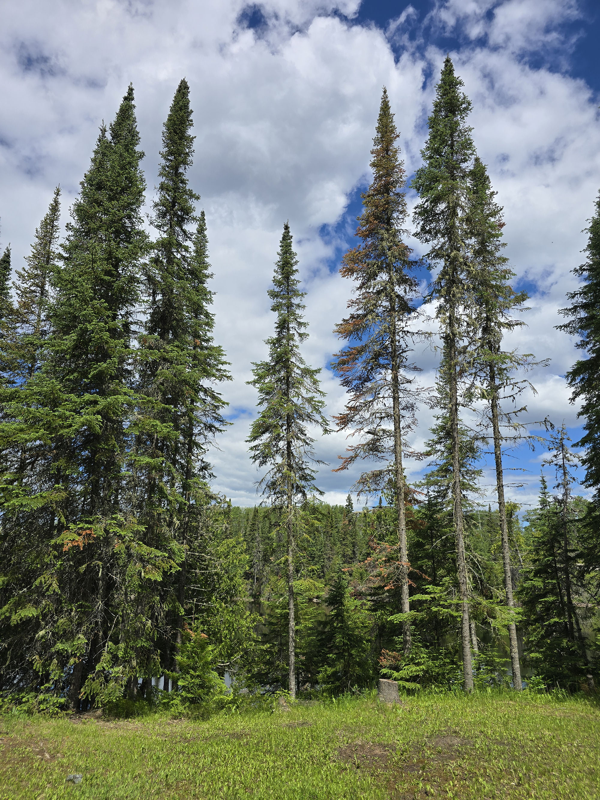 A view of some tall pine trees at MacLeod Provincial Park.