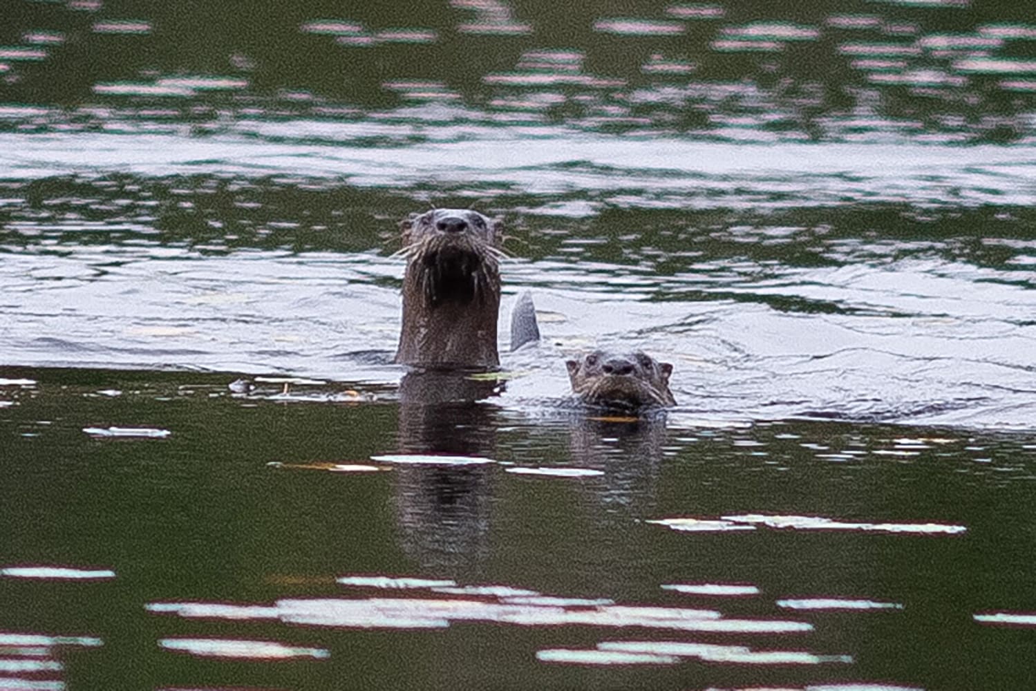 2 otters in a lake, looking at the camera.