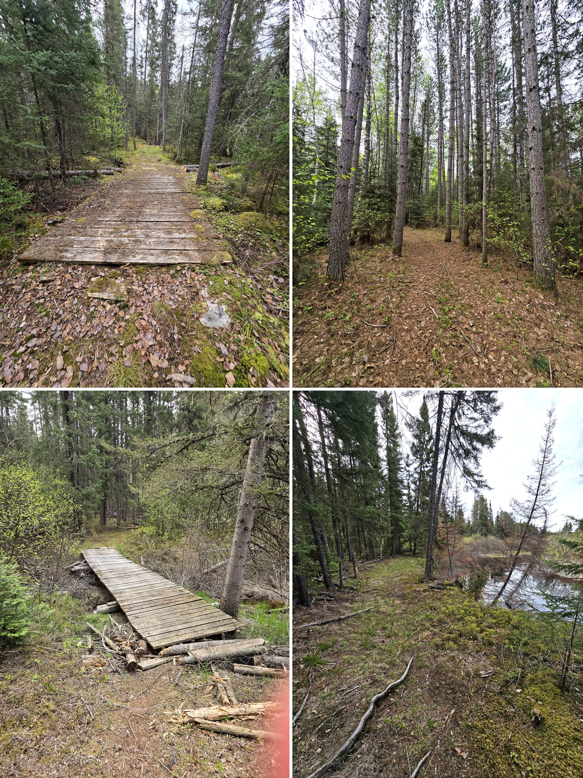4 part image showing various views along the Baptism Creek trail in Quetico Provincial Park.