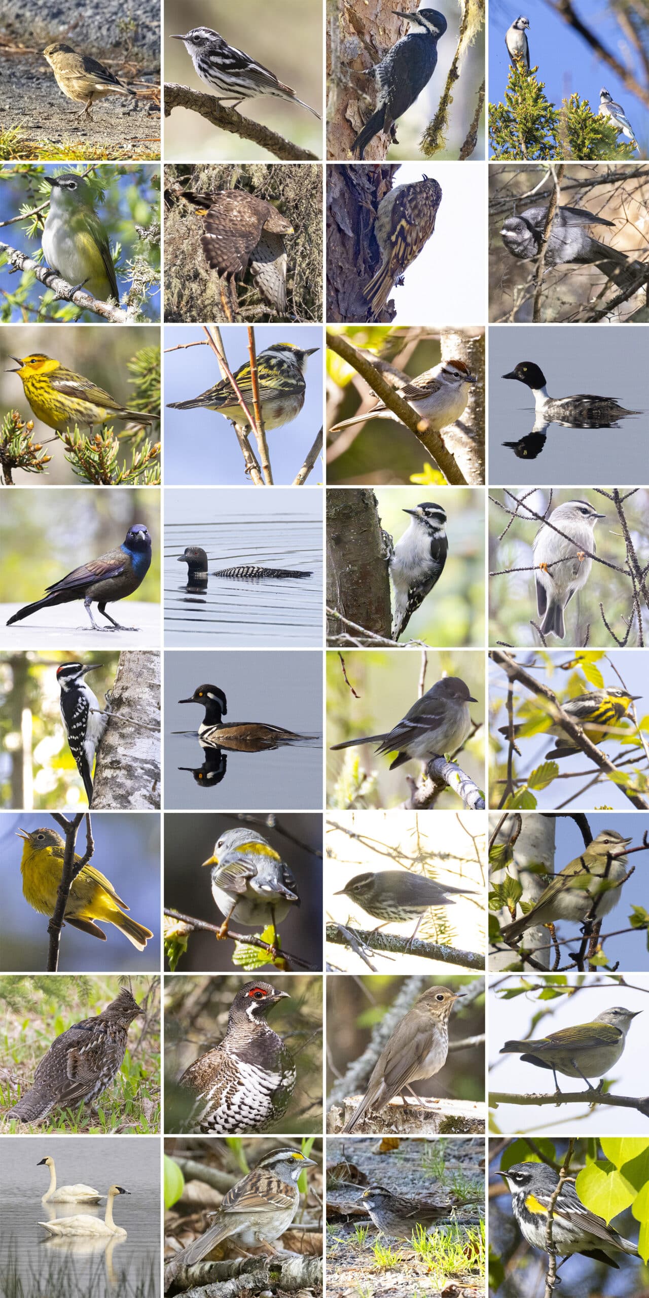 32 part image showing the birds listed in the caption.