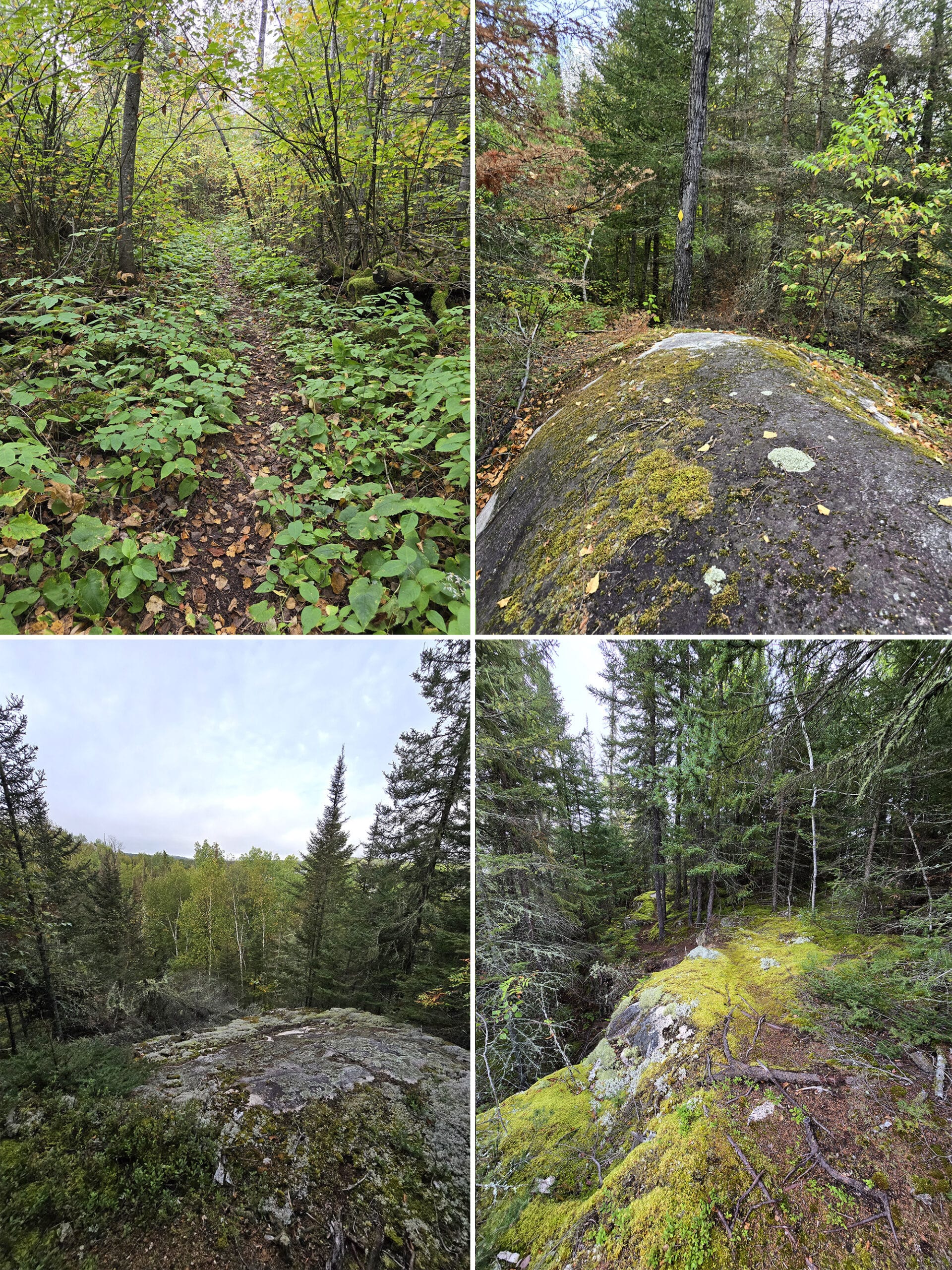 4 part image showing various views along the fisher trail in Quetico Provincial Park.