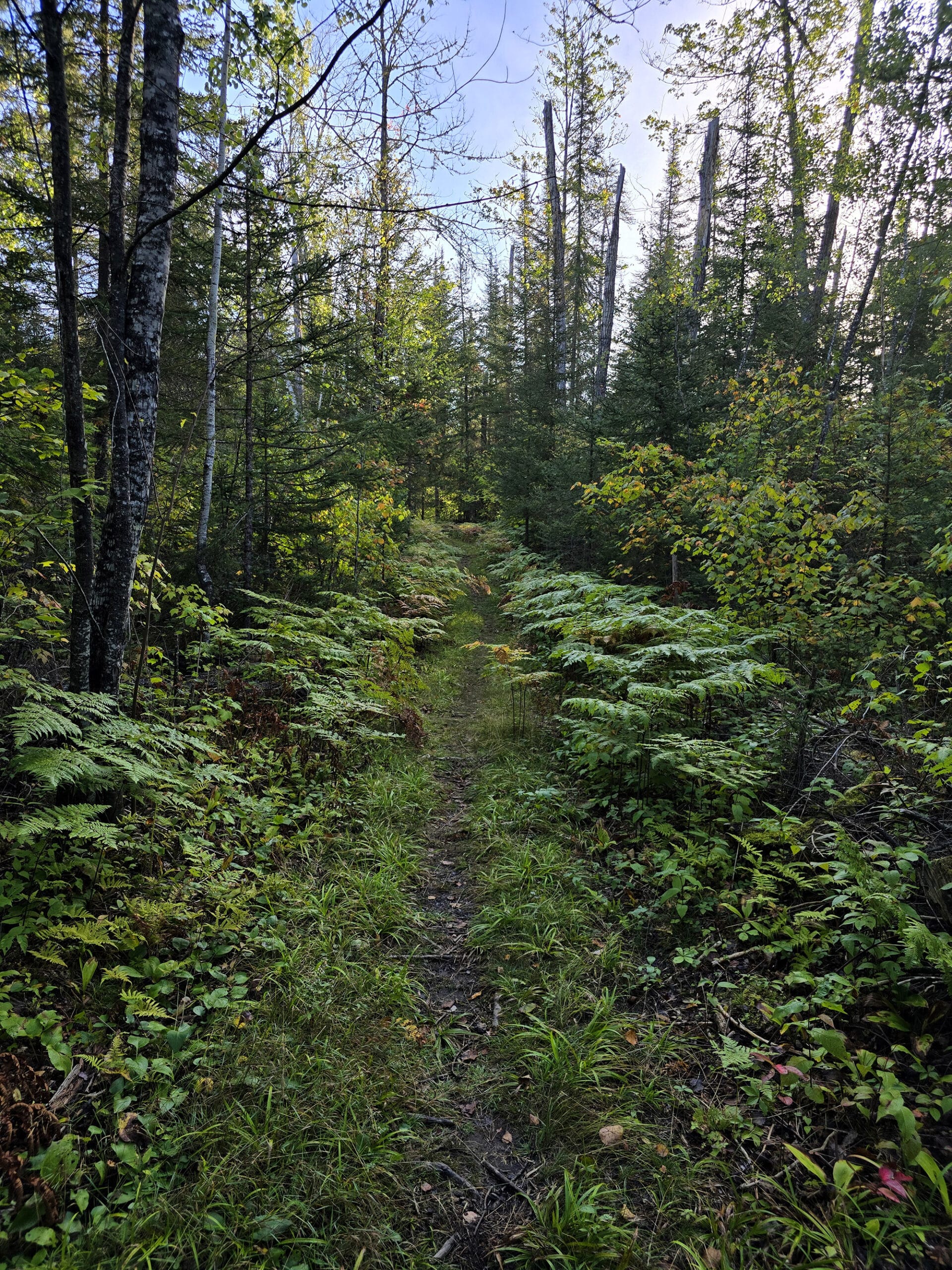 A narrow trail through the woods.