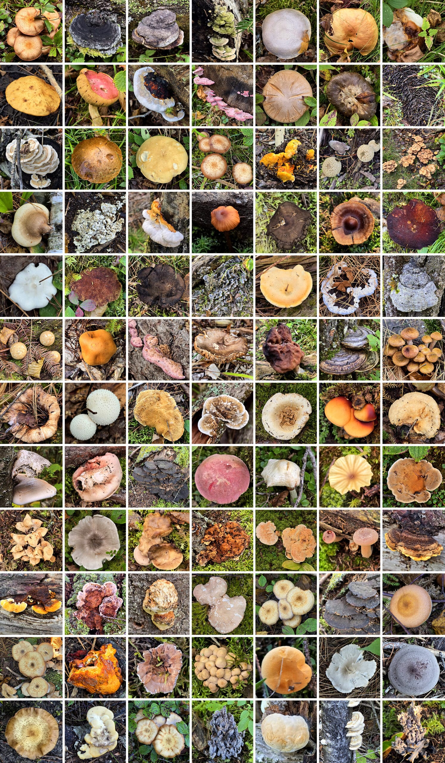 84 part image showing various fungi photographed at quetico provincial park.