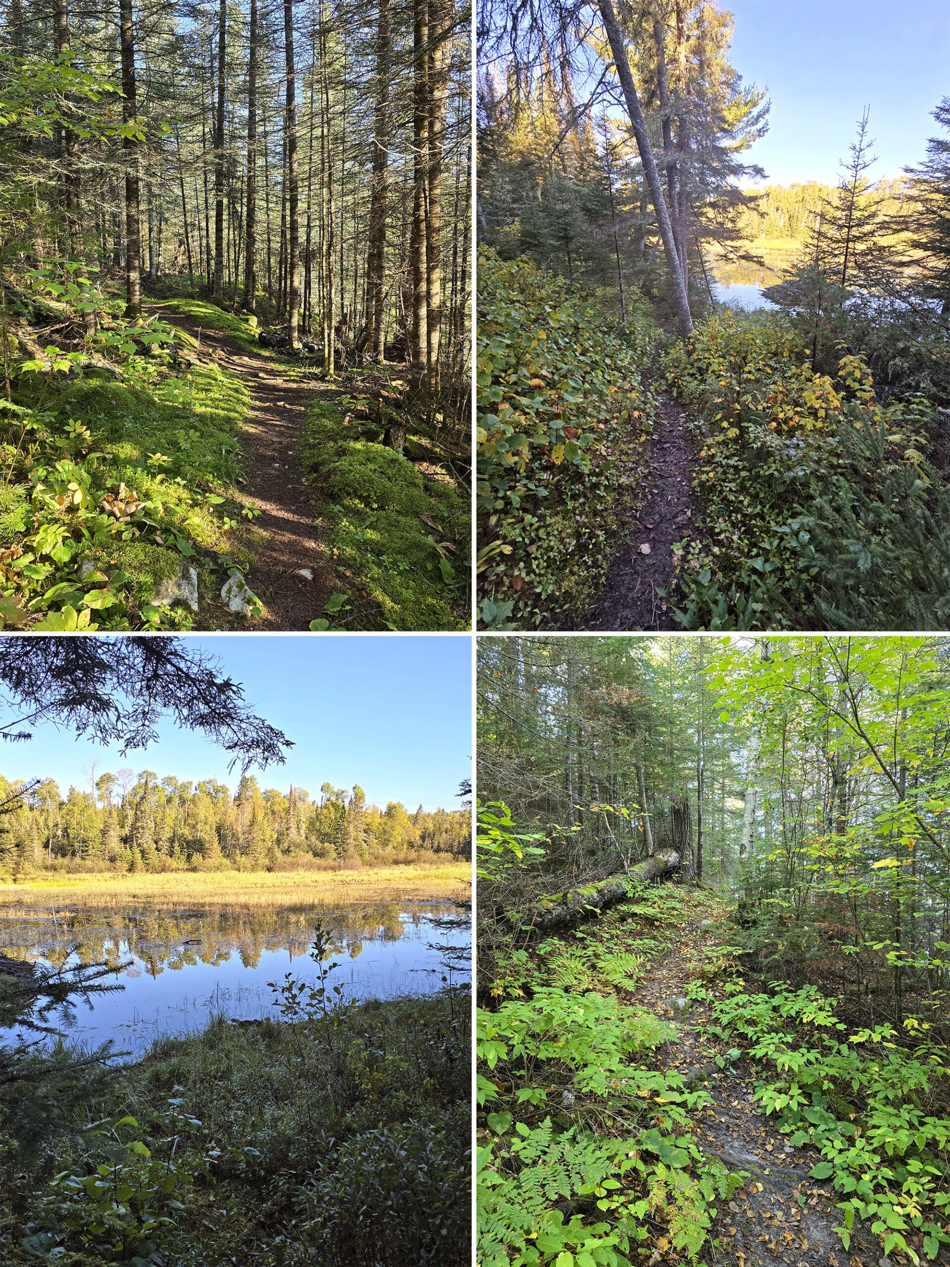 4 part image showing various views along the pickerel point trail in Quetico Provincial Park.