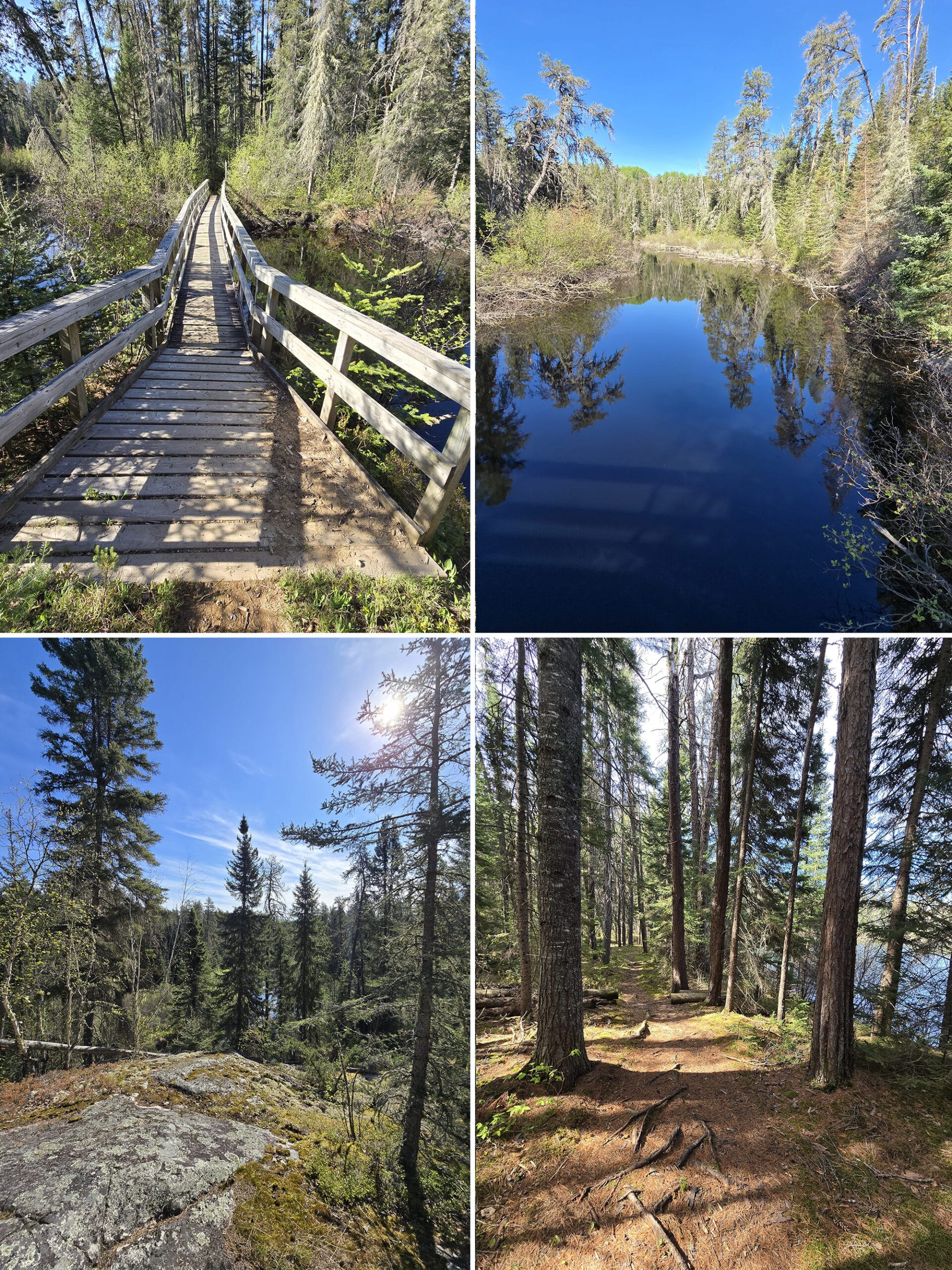 4 part image showing various views along the Pines trail in Quetico Provincial Park.