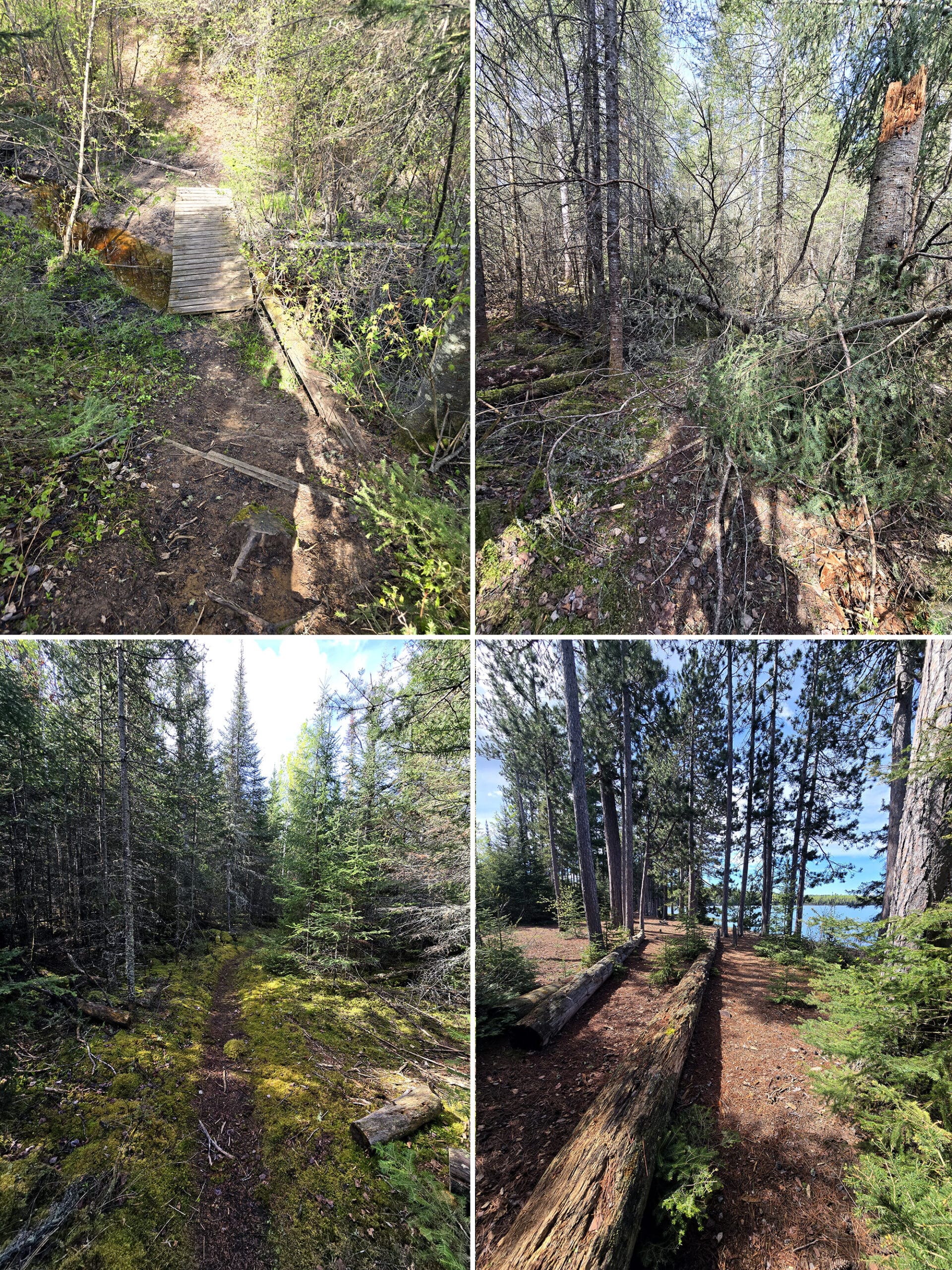 4 part image showing various views along the Pines trail in Quetico Provincial Park.