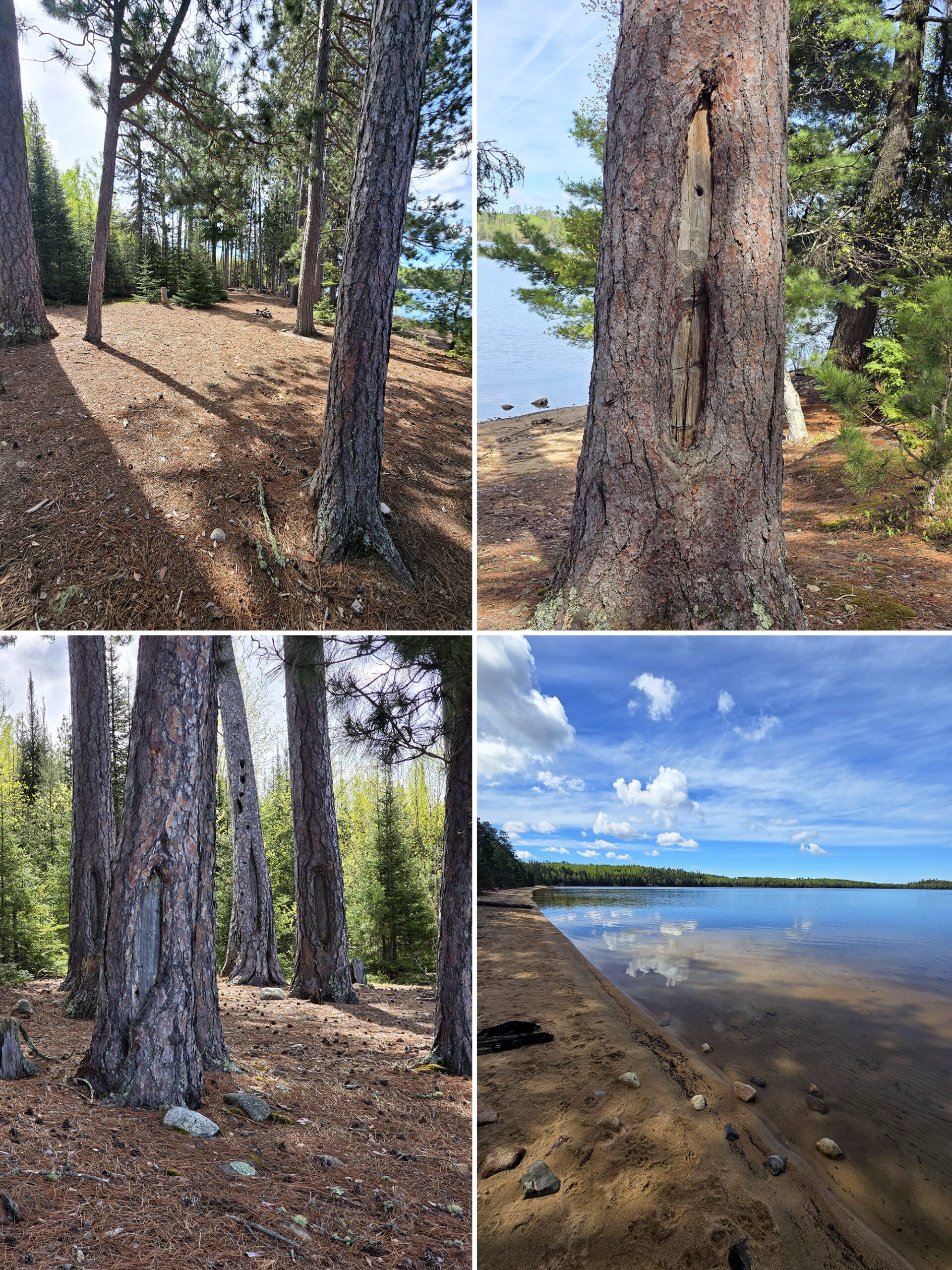 4 part image showing various views along the Pines trail in Quetico Provincial Park.