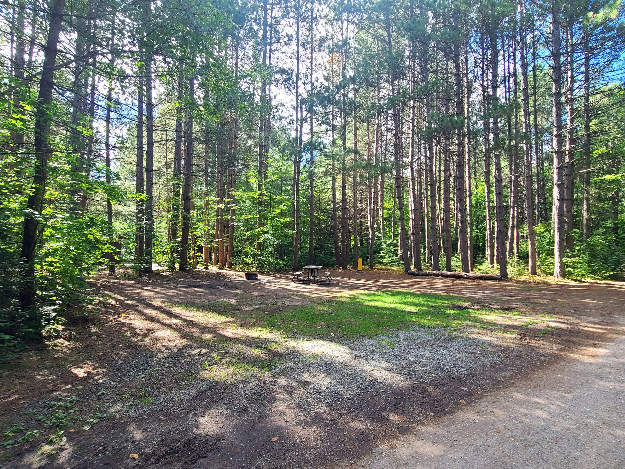 A large, open campsite surrounded by tall pine trees.