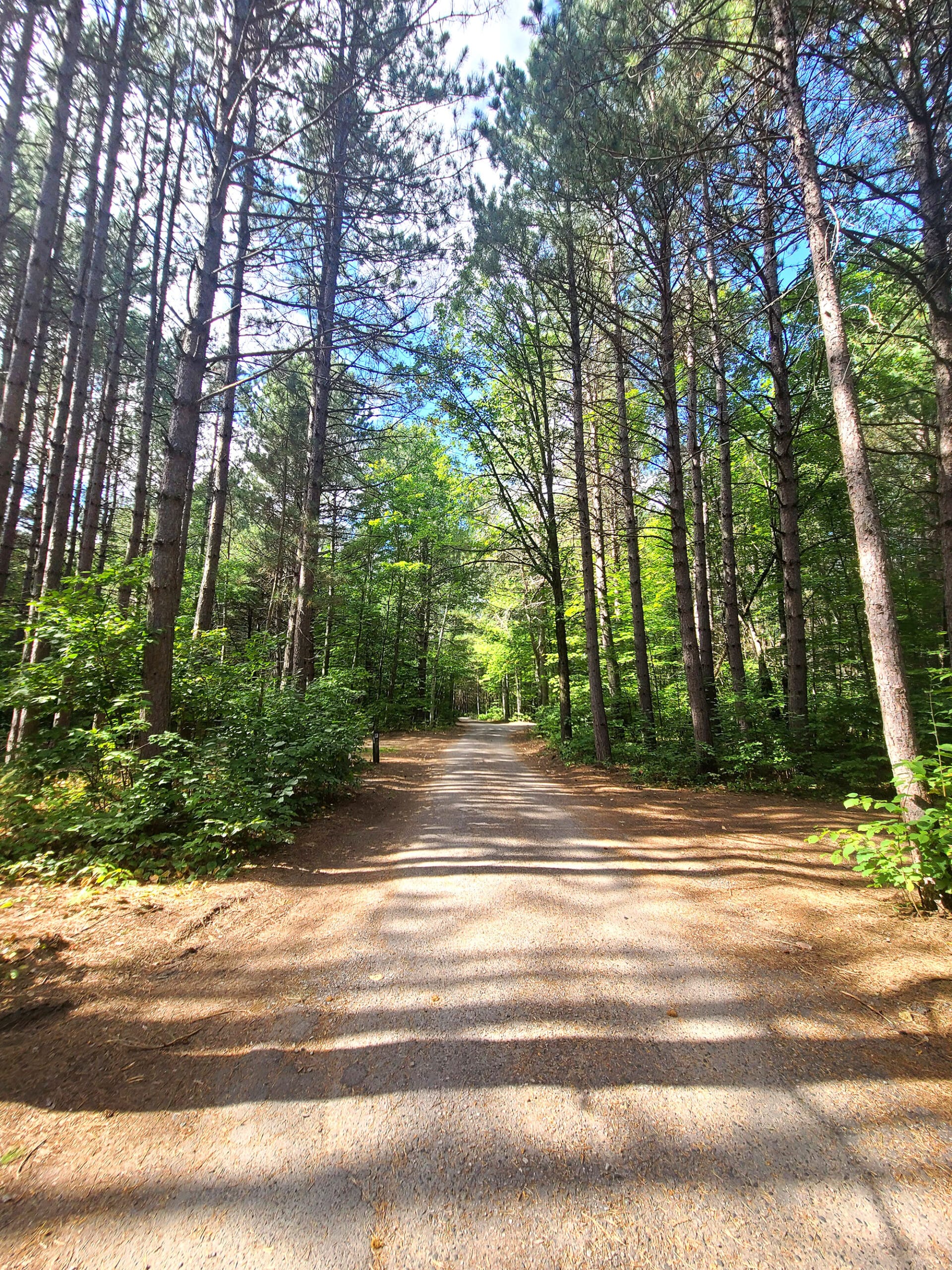 A narrow gravel road surrounded by tall pine trees.