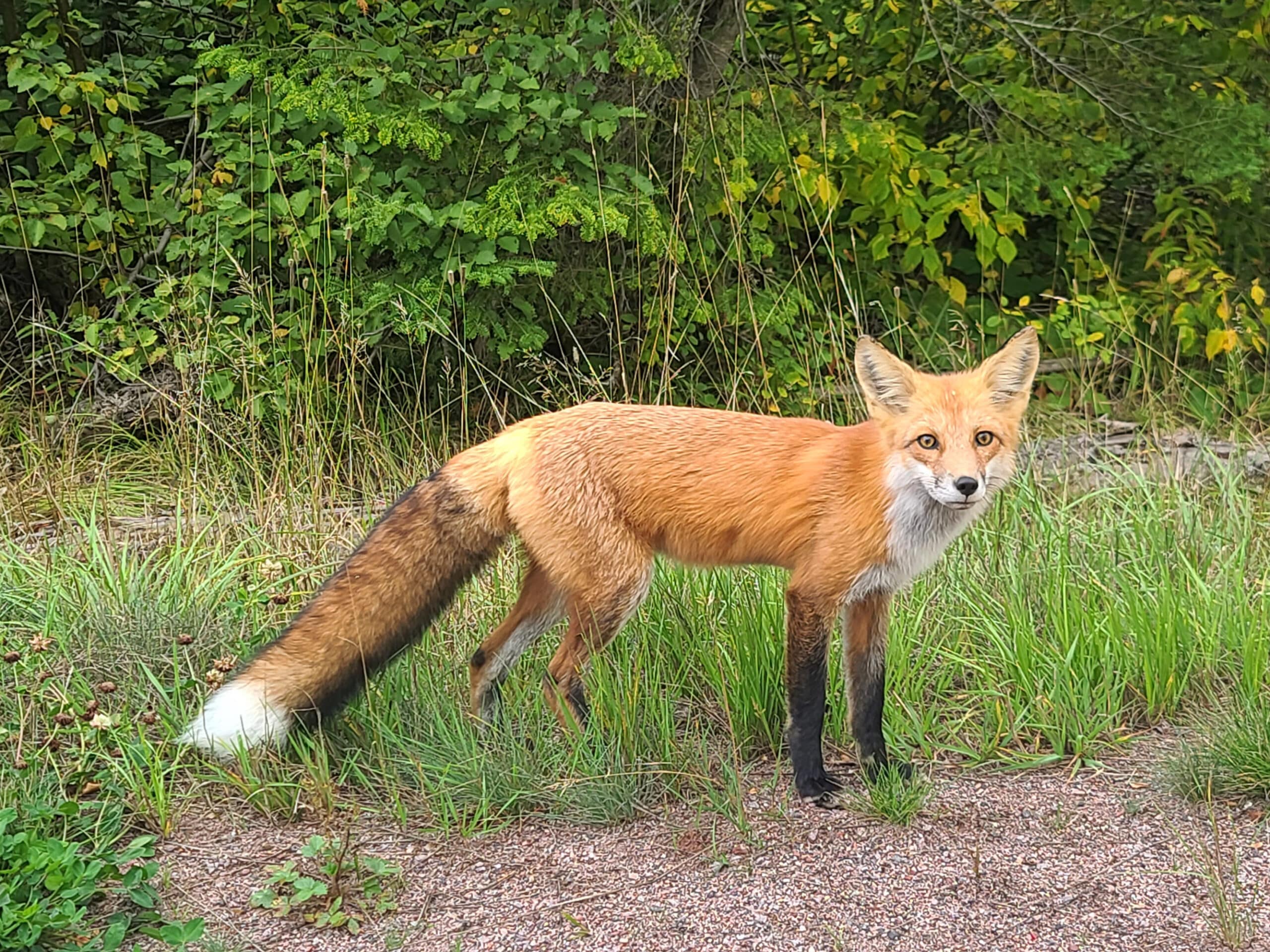 A red fox on the side of a road.