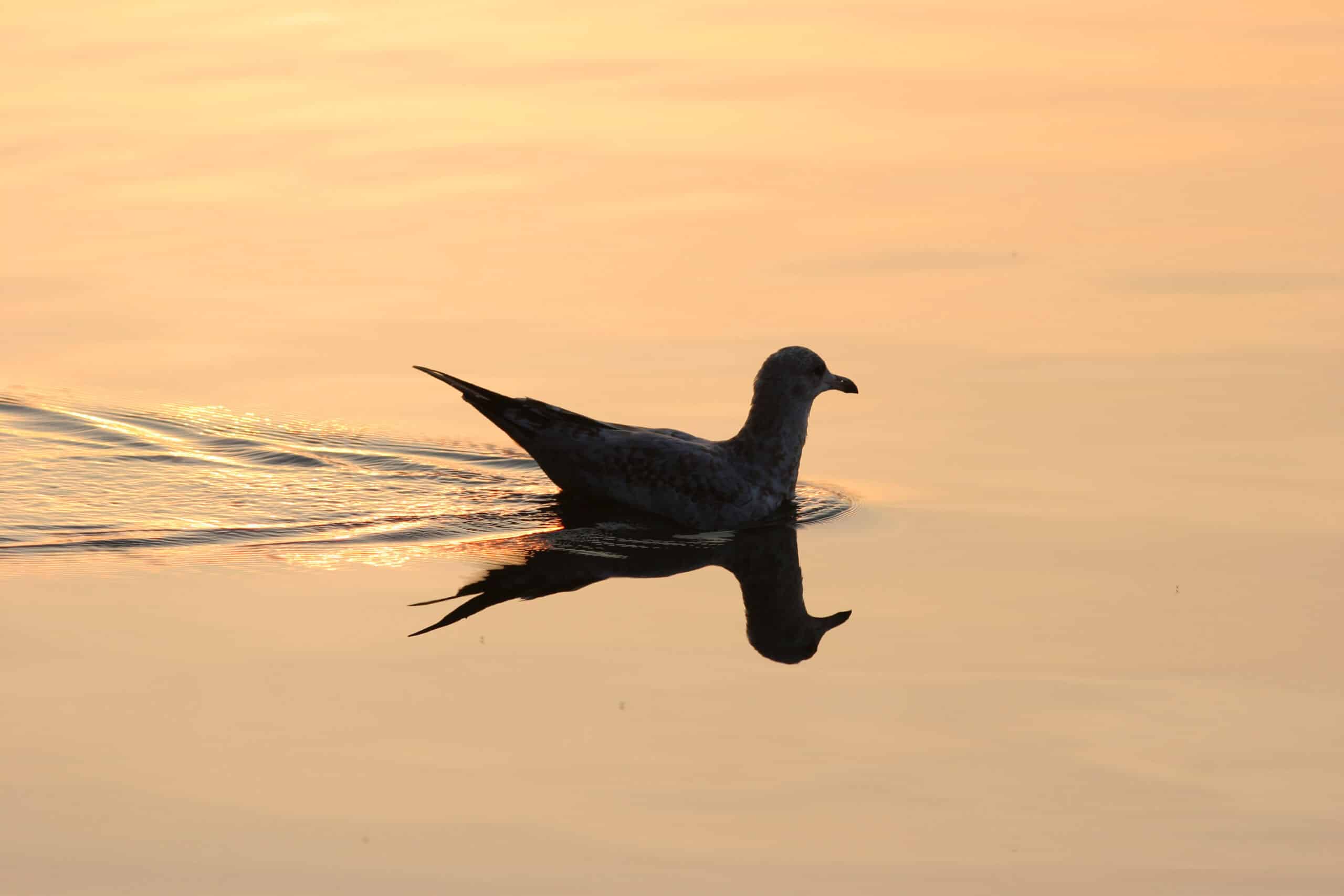 A seagull swimming on a lake at sunset.