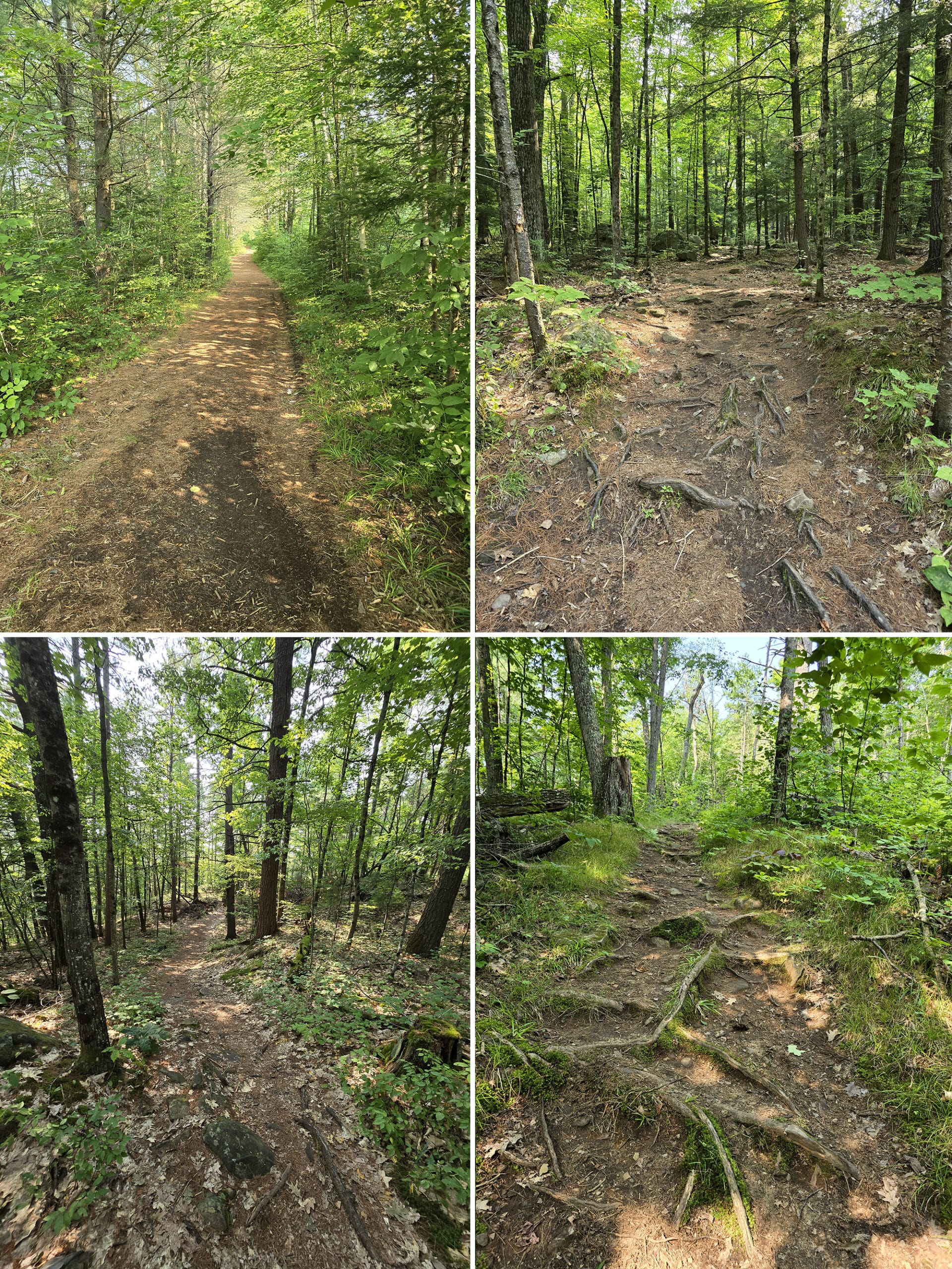 4 part image showing various views along the High Pines Trail at Bon Echo Provincial Park.