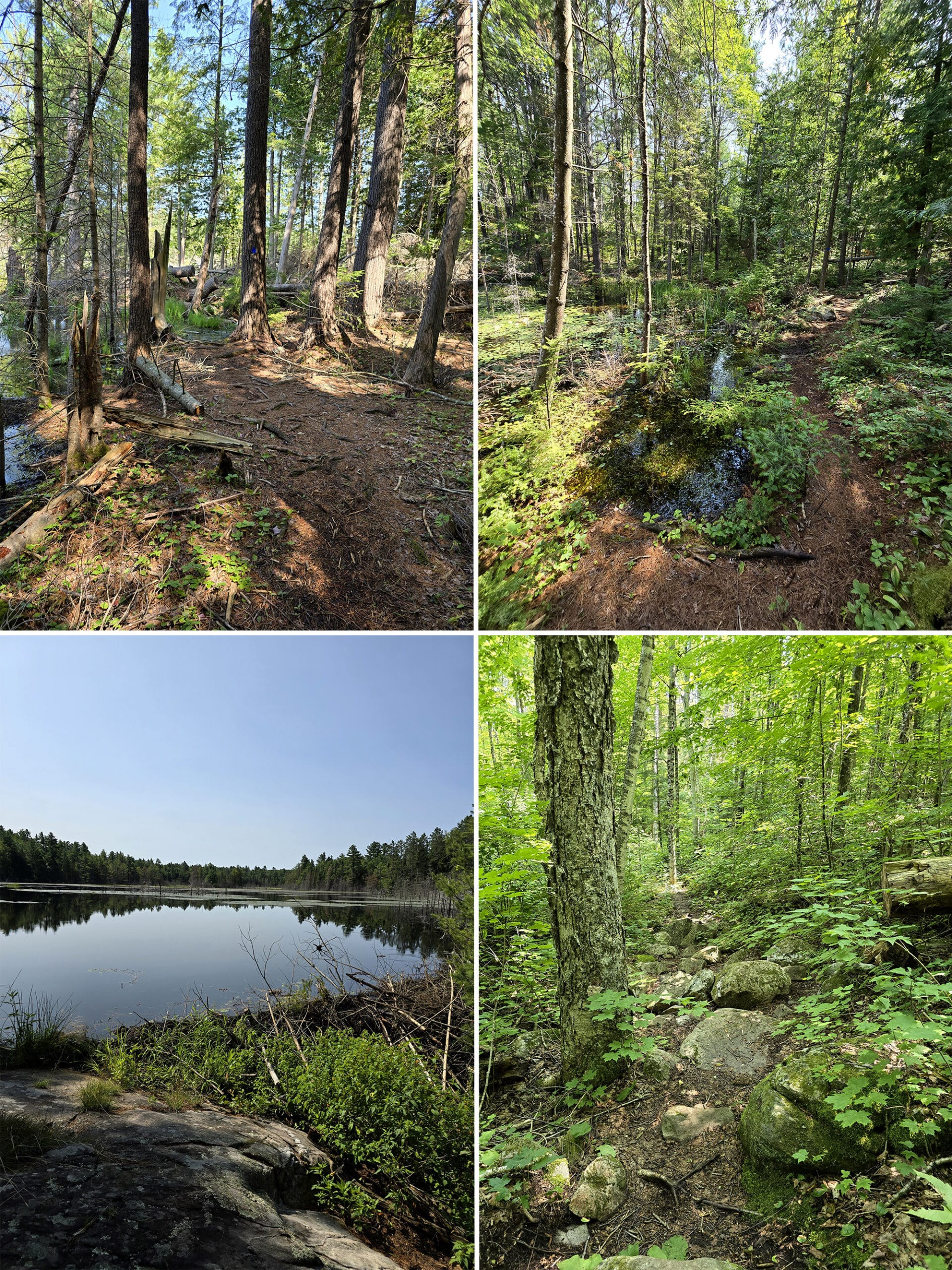 4 part image showing various views along the Shield Trail at Bon Echo Provincial Park.