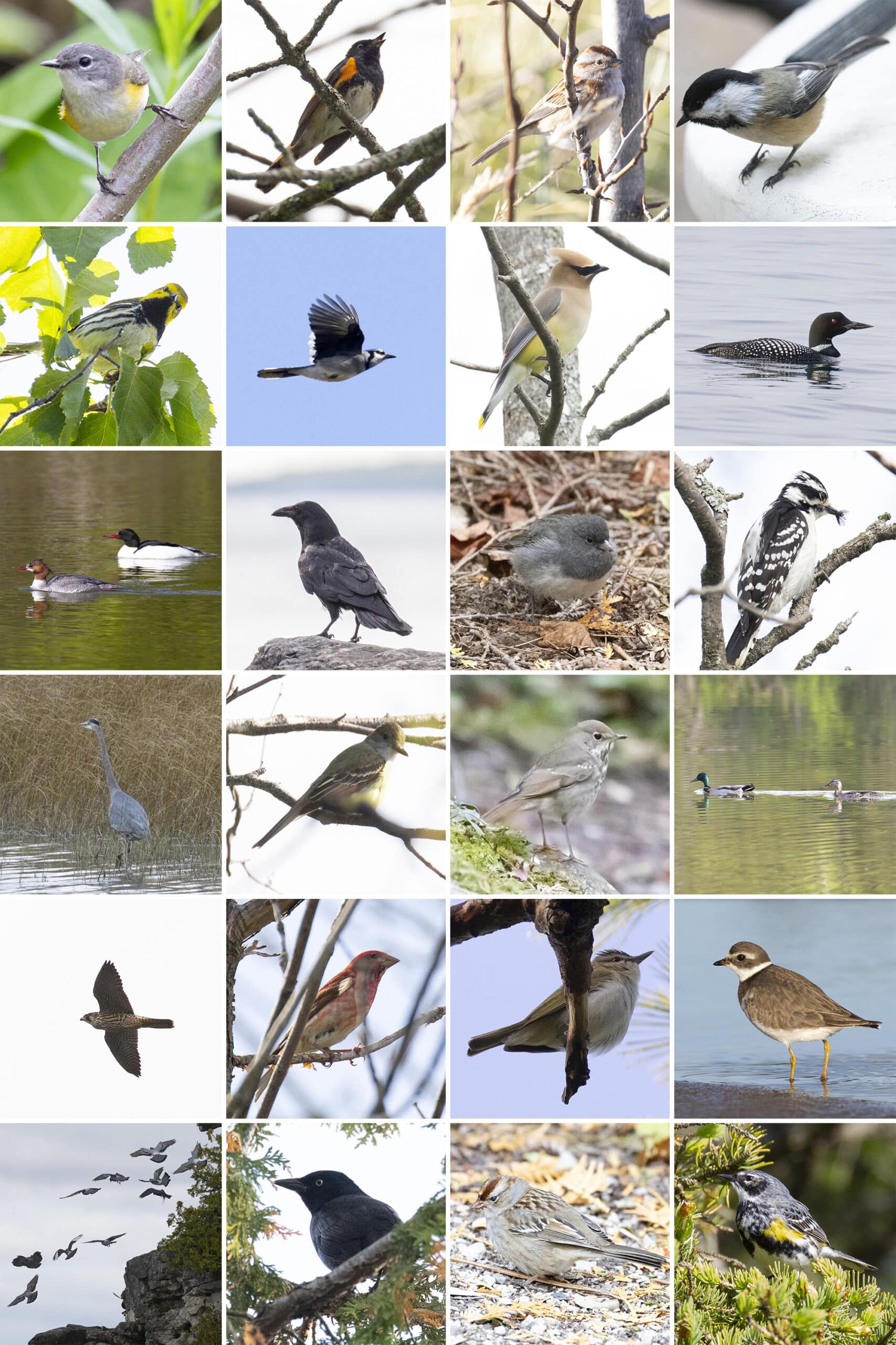 24 part image showing the various birds listed in the caption.