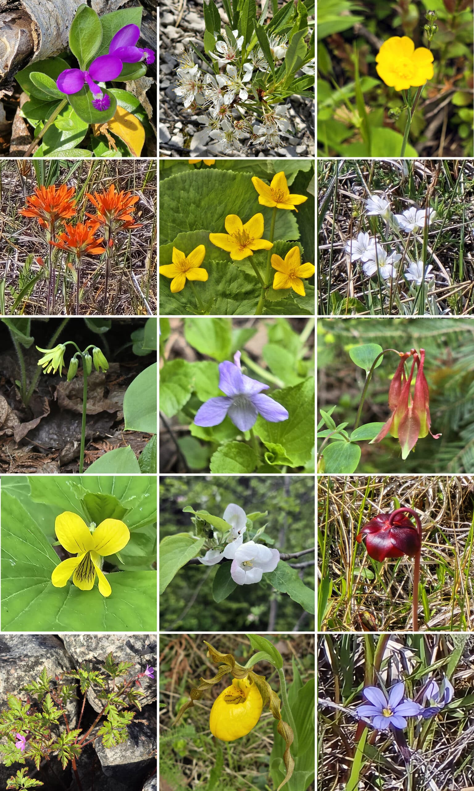 15 part image showing various flowers as listed in the caption.