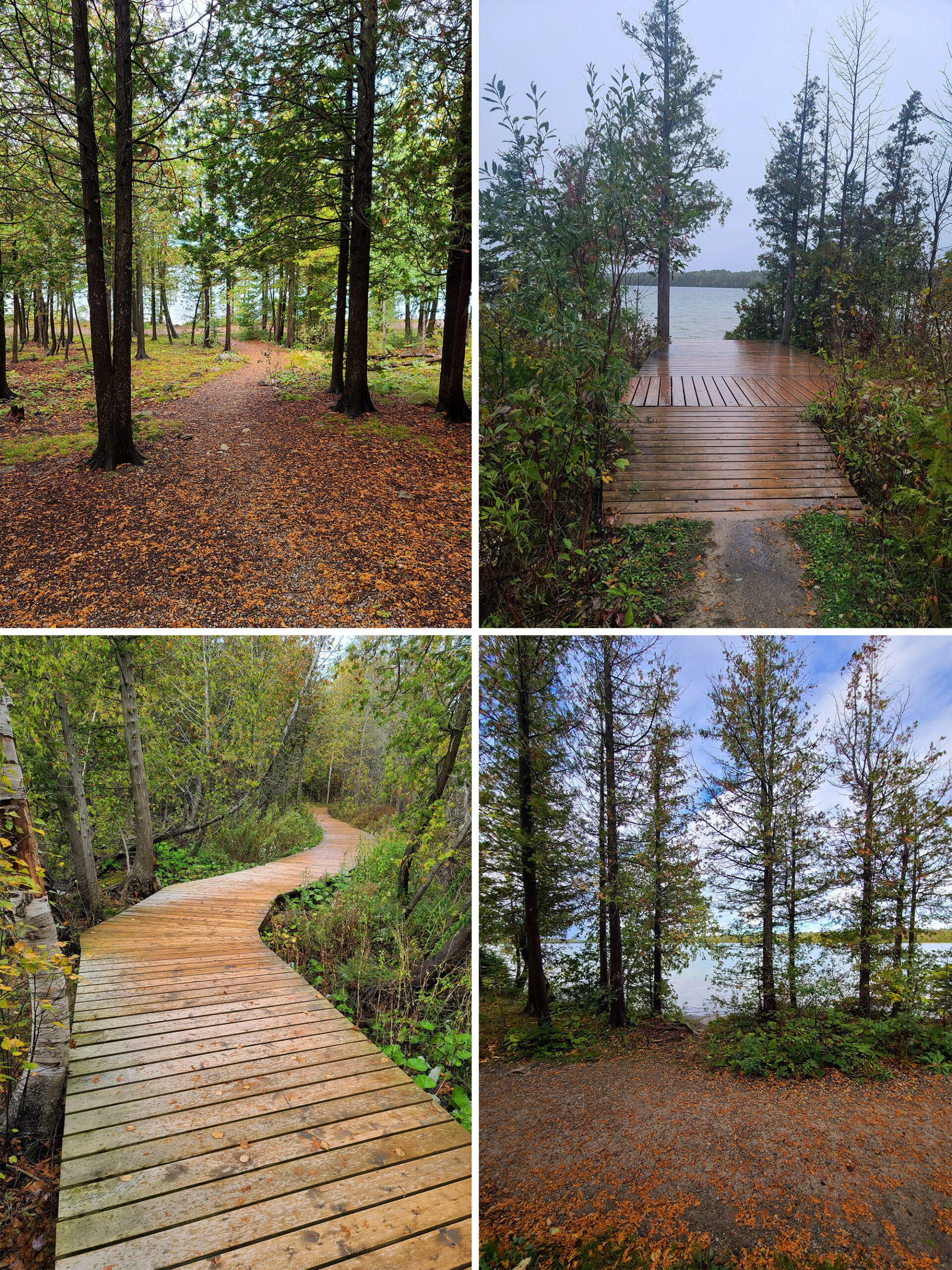 4 part image showing various views of cyprus lake trail, with a boardwalk and trees going around a small lake.
