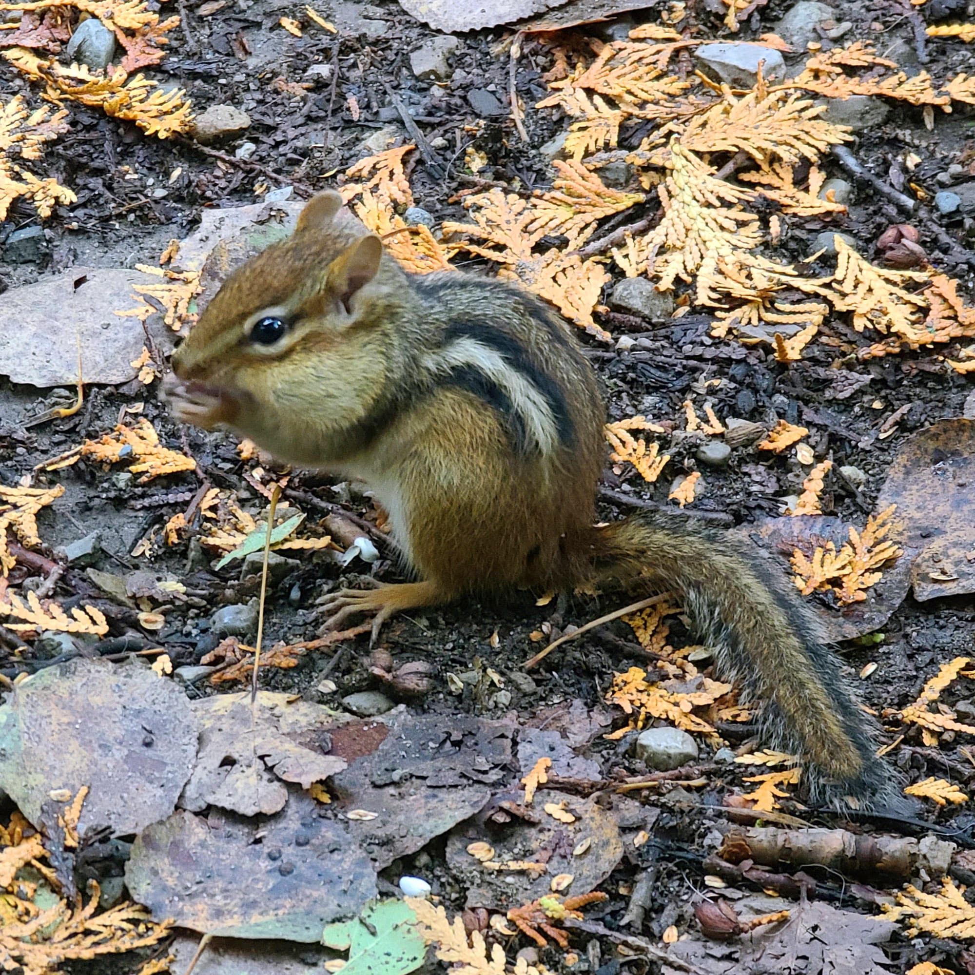 A small chipmunk.