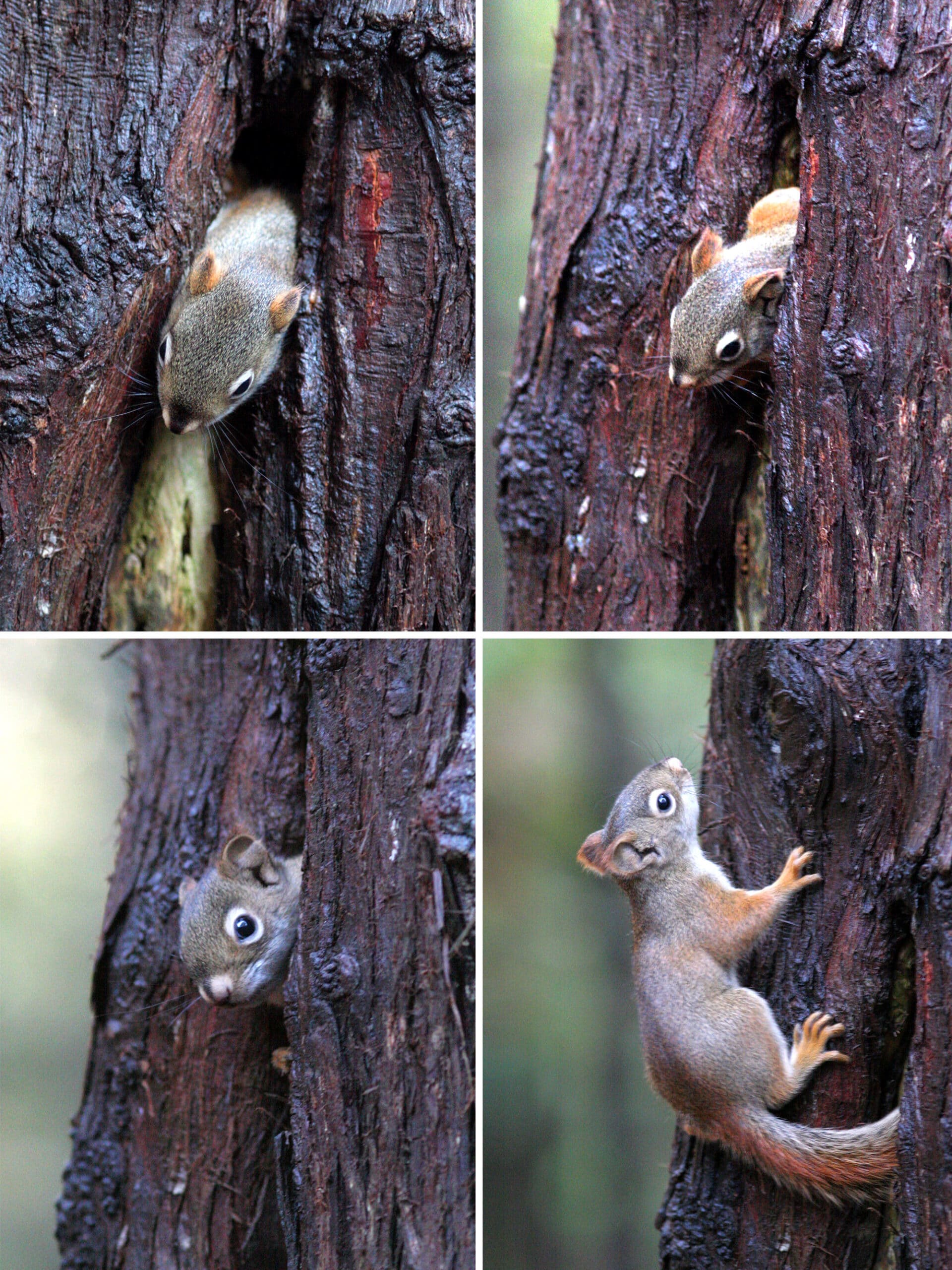 4 part image showing a red squirrel poking his head out of a hole in a tree, then posing on the tree.