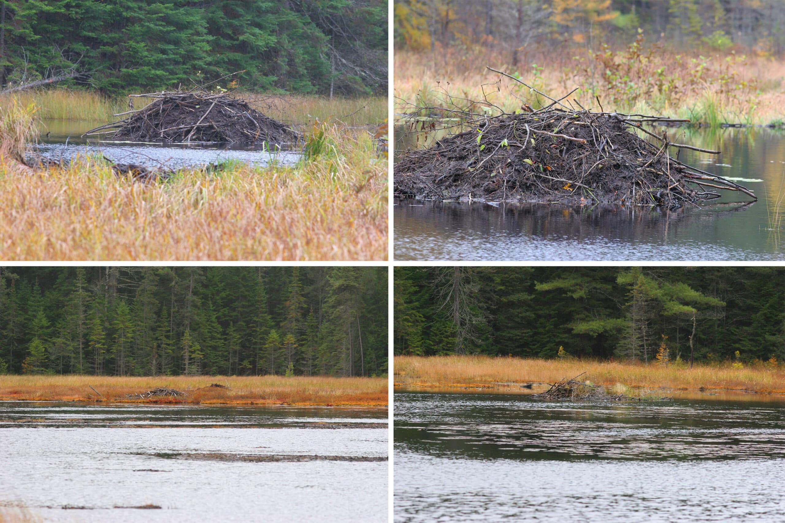 4 part image showing various views taken along the Beaver Pond Trail in Algonquin Provincial Park, including several beaver dens.