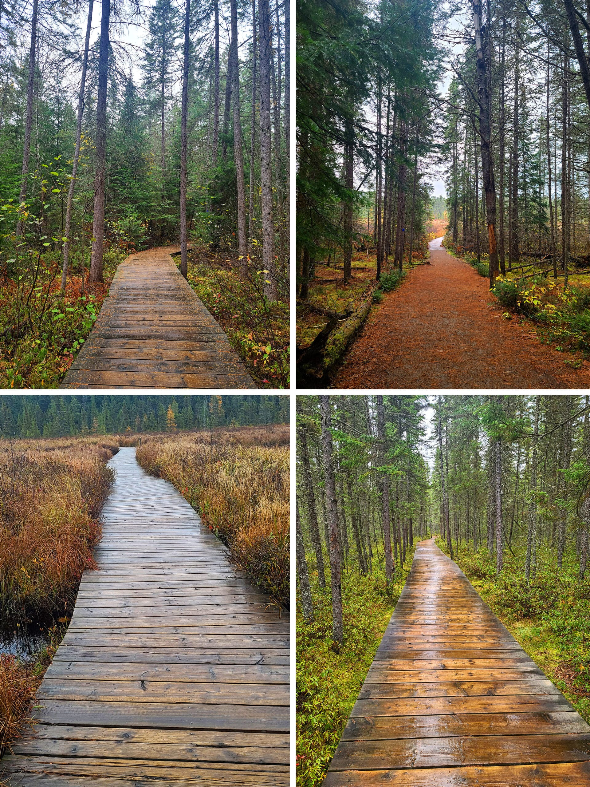 4 part compilation image showing various sections of the Algonquin Provincial Park Spruce Bog Boardwalk hiking trail.
