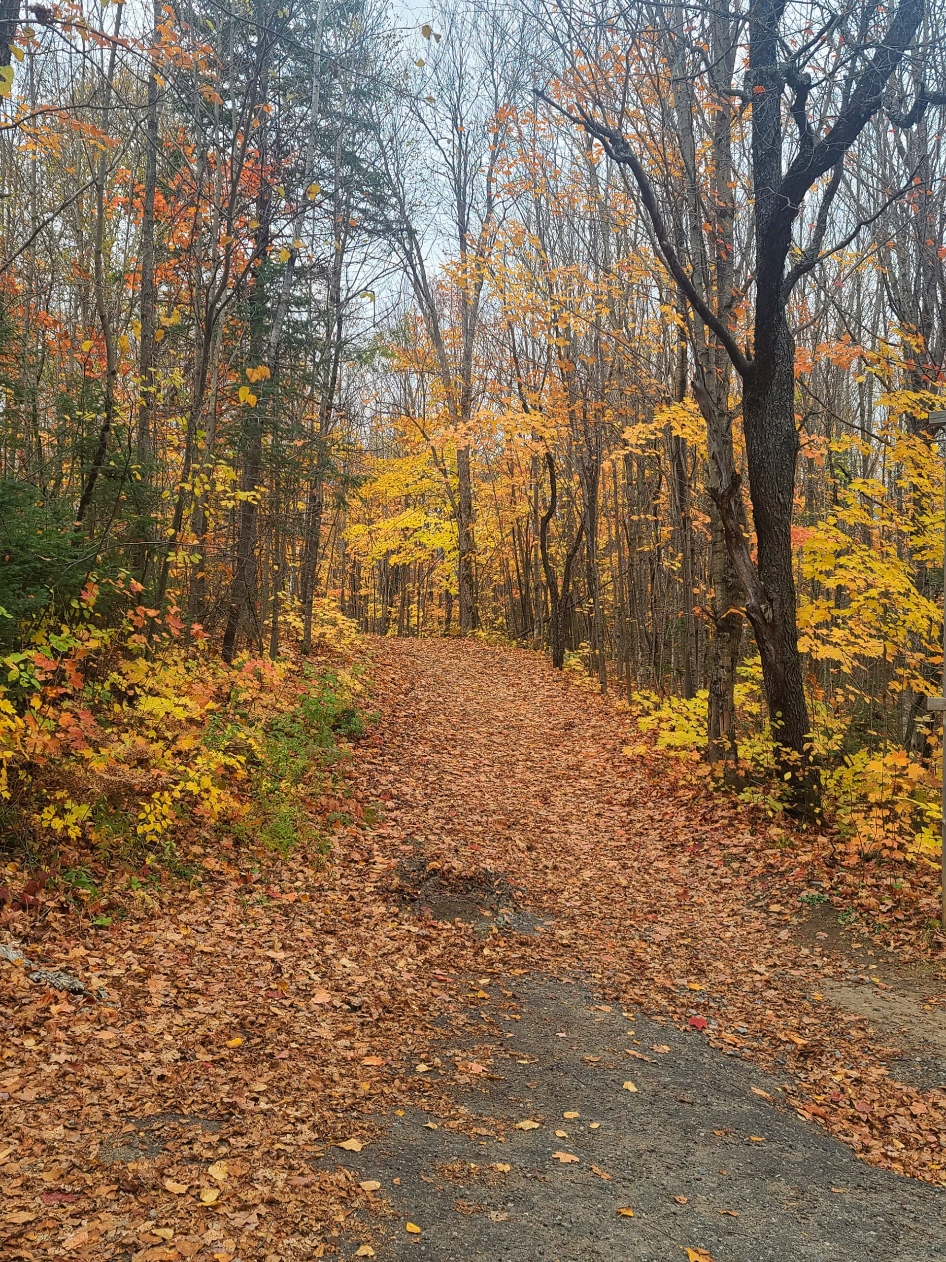 A wide section of Arrowhead Lake Trail.