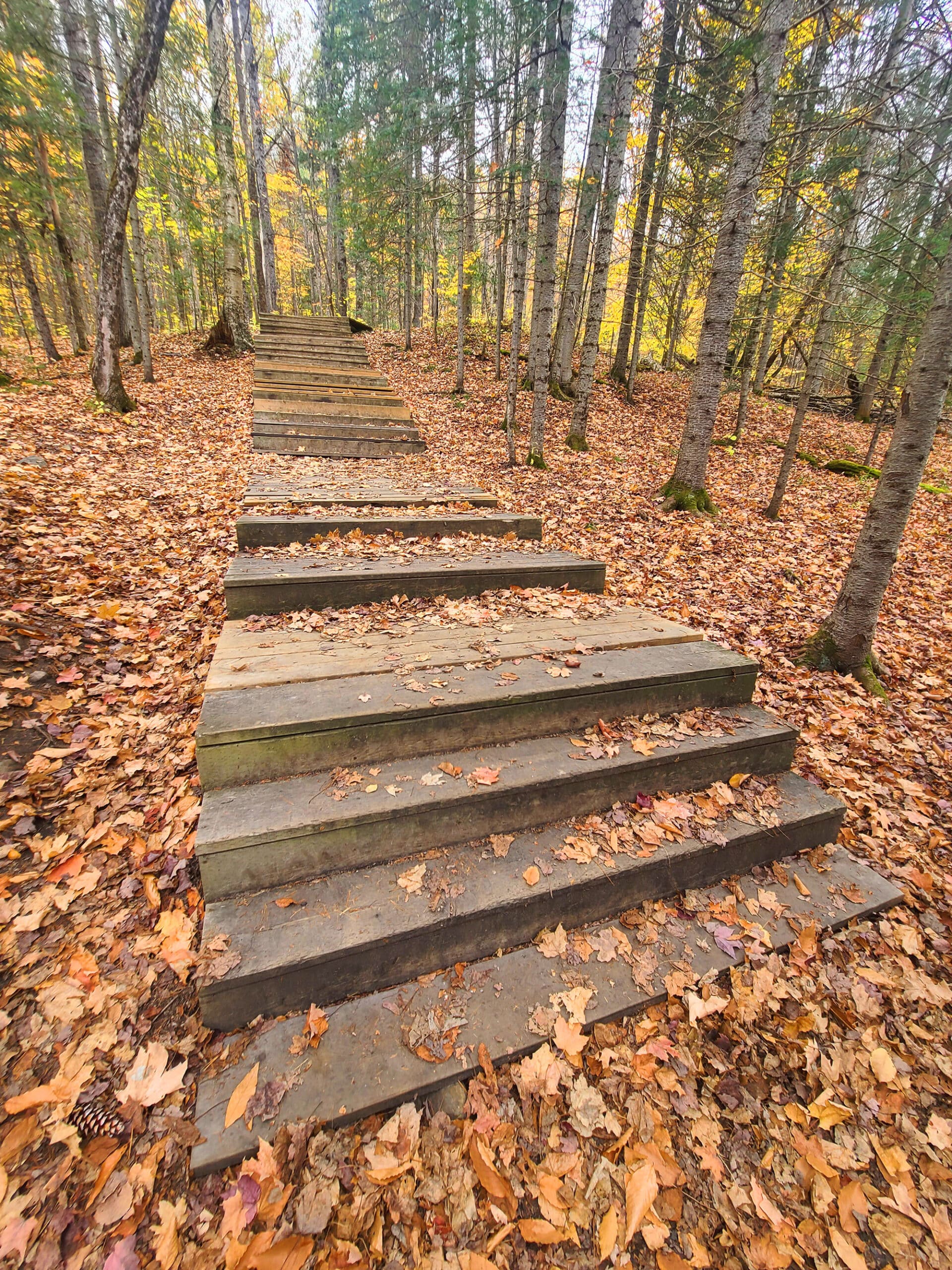 A wooden staircase in the woods on the Stubb's Falls trail.