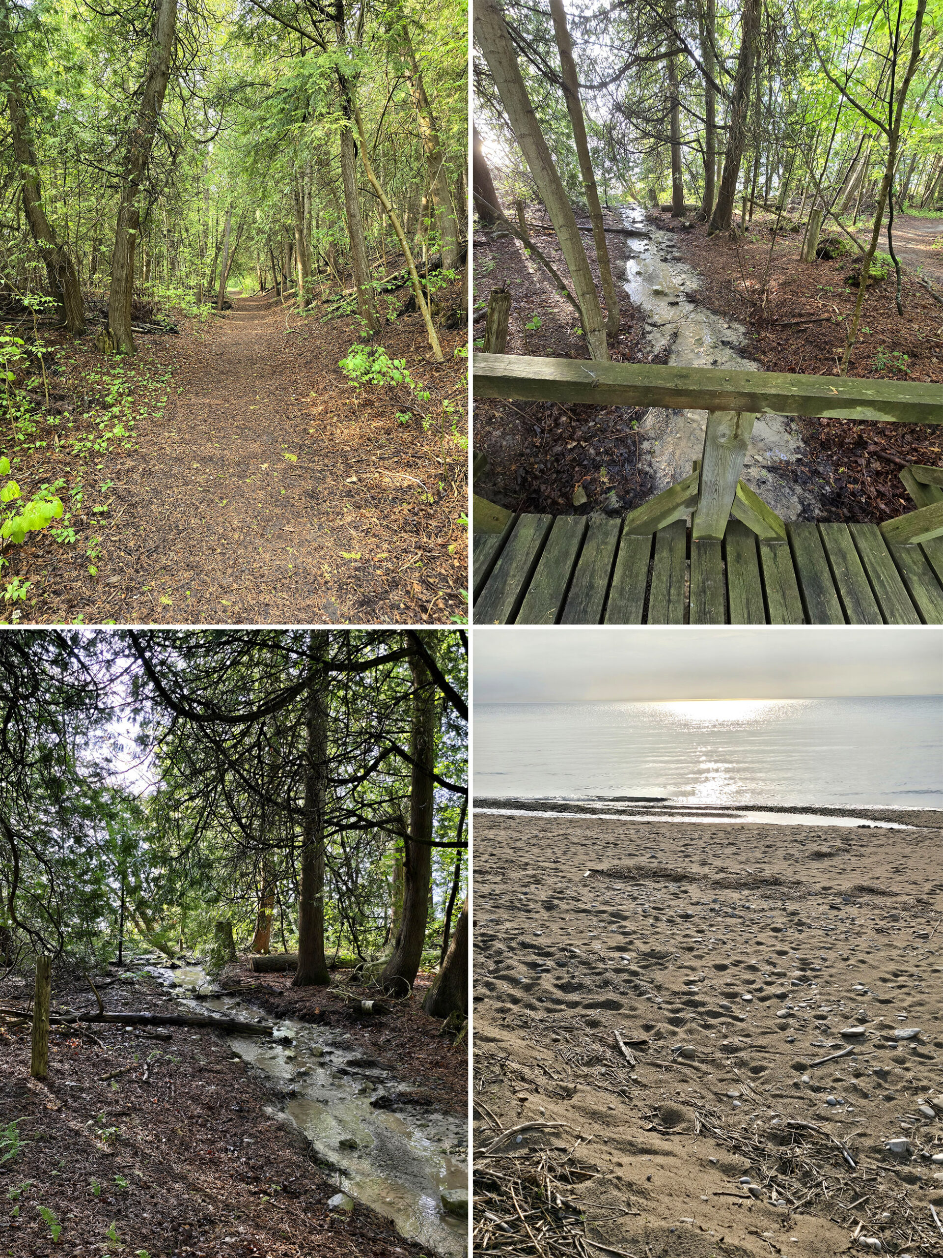 4 part image showing various views from the Below the Bluff trail in Point Farms Provincial Park.